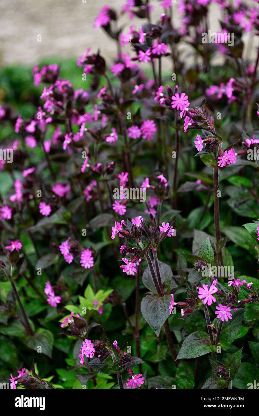 silene dioica pourpre prince, feuilles foncées, feuillage foncé, fleur rose, fleurs roses, silène dioïque, rouge campion, rouge chat, RM floral Banque D'Images