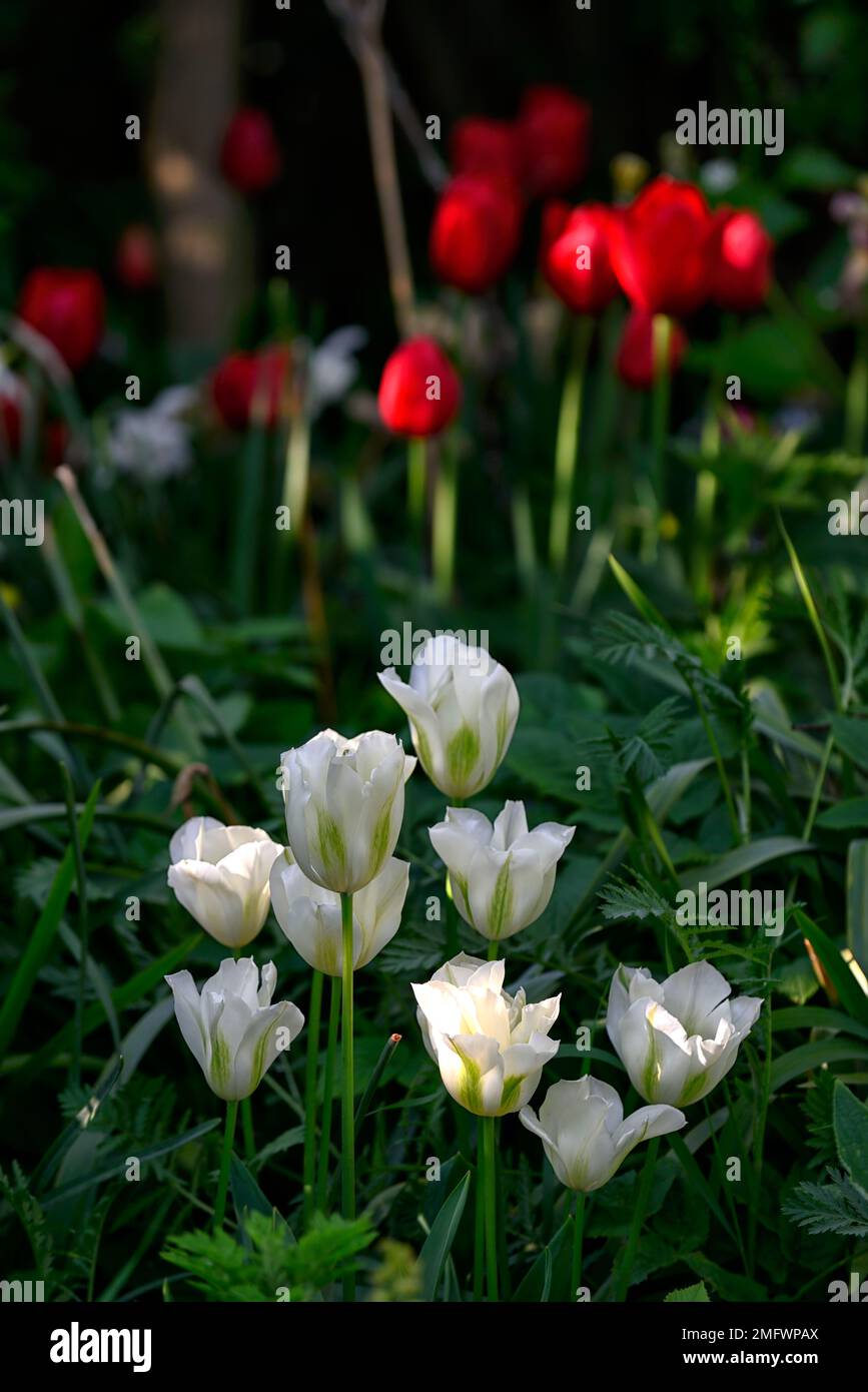 tulipa printemps vert, tulipe cracher vert, tulipe rouge, tulipes rouges, tulipes mixtes, tulipes blanches et rouges, mélange tulipe plantage, printemps dans le jardin, RM Flora Banque D'Images