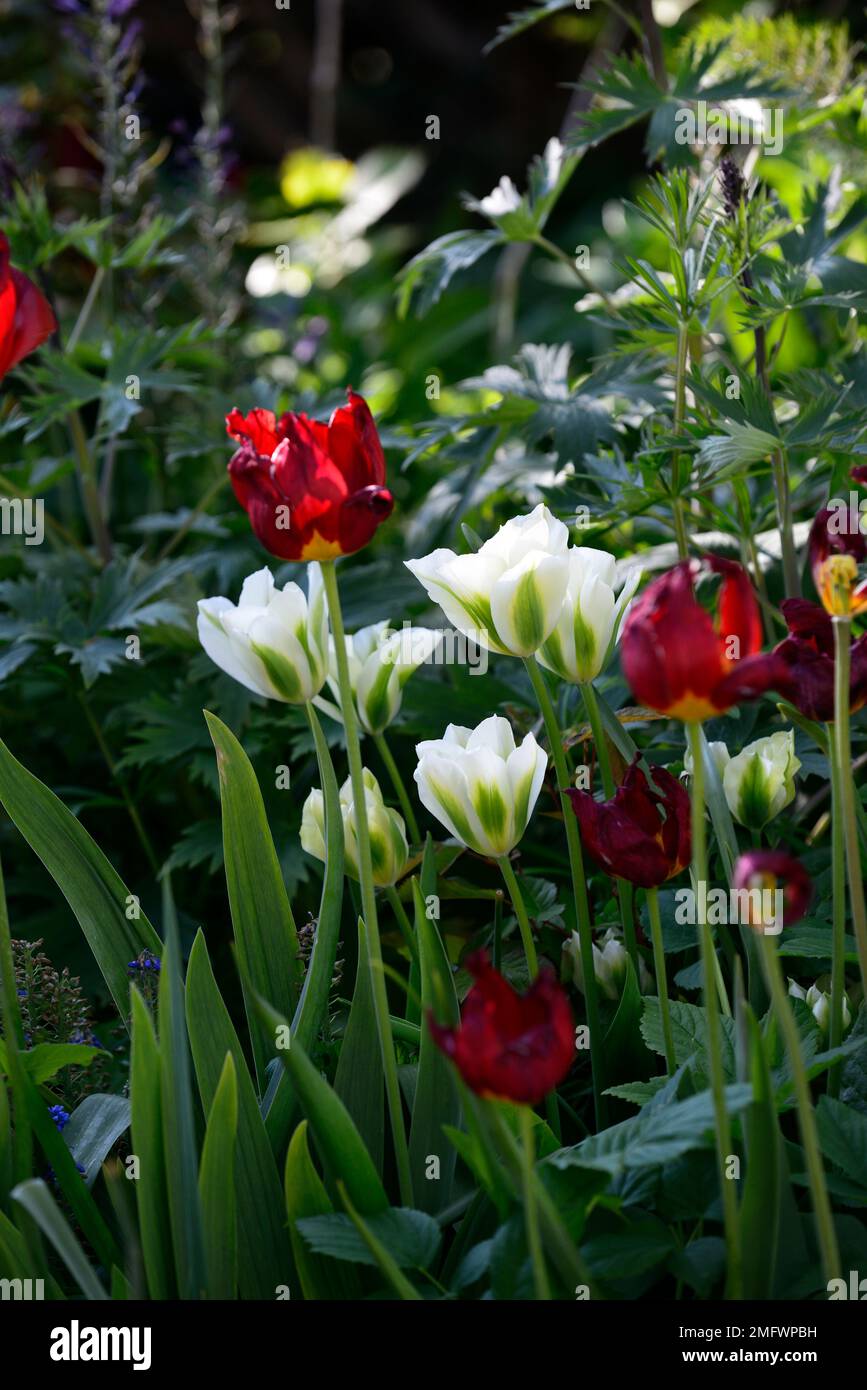 tulipa printemps vert, tulipe cracher vert, tulipe rouge, tulipes rouges, tulipes mixtes, tulipes blanches et rouges, mélange tulipe plantage, printemps dans le jardin, RM Flora Banque D'Images