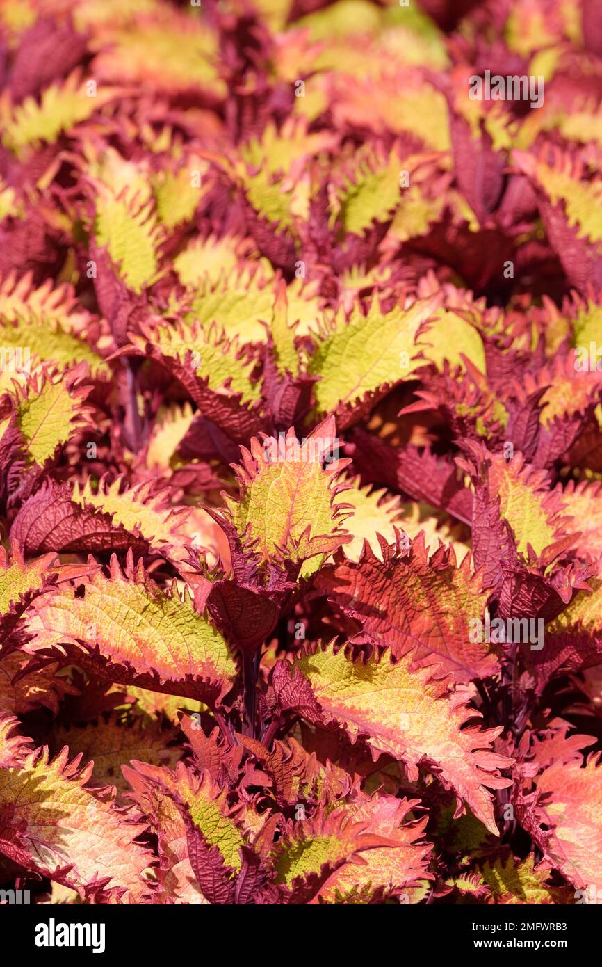 Solenostemon scutellarioides Henna, coleus Henna, feuilles dentelées à bord rose et veiné avec vert lime dans le remplissage Banque D'Images