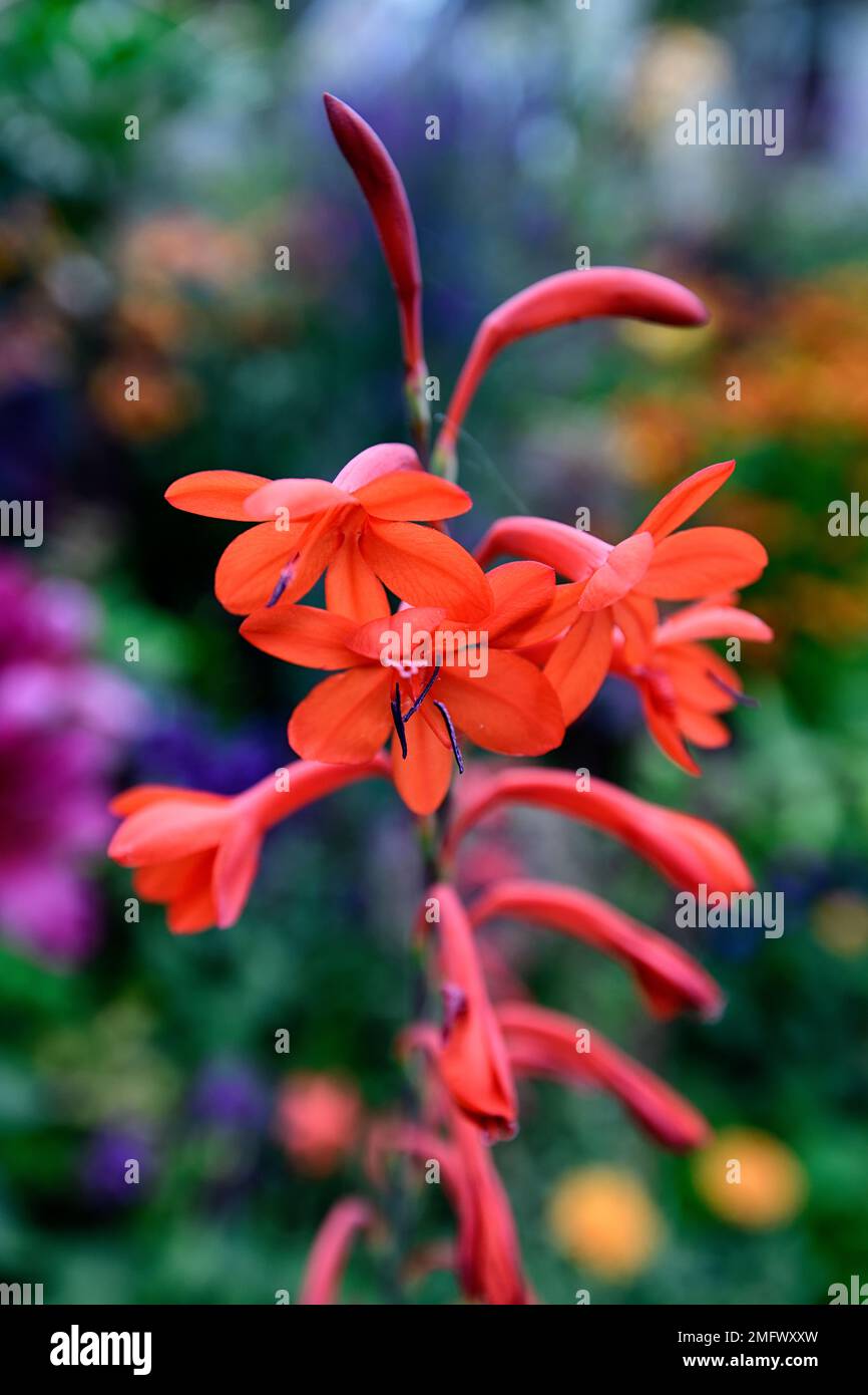 Watsonia Mount Congreve Coral,Bugle Lily,orange,fleur,fleurs,pic,pointes,vivace,watsonias,fleurs tubulaires,fleur tubulaire,plante cormolaire tendre,RM Banque D'Images
