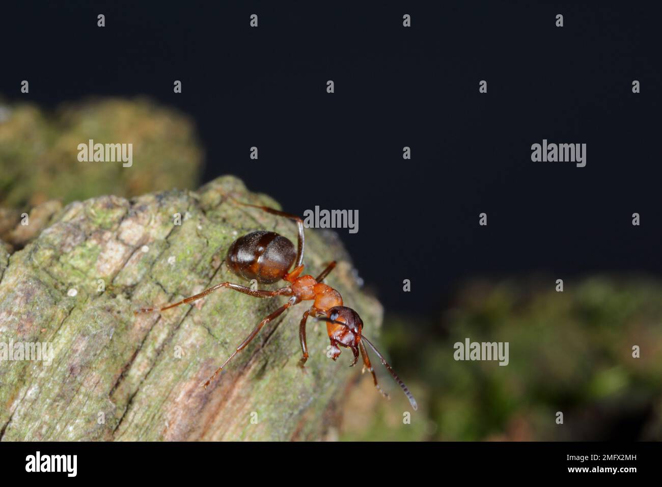 Ant de bois du sud ou Ant de cheval (Formica rufa) sur le bois en forêt. Banque D'Images