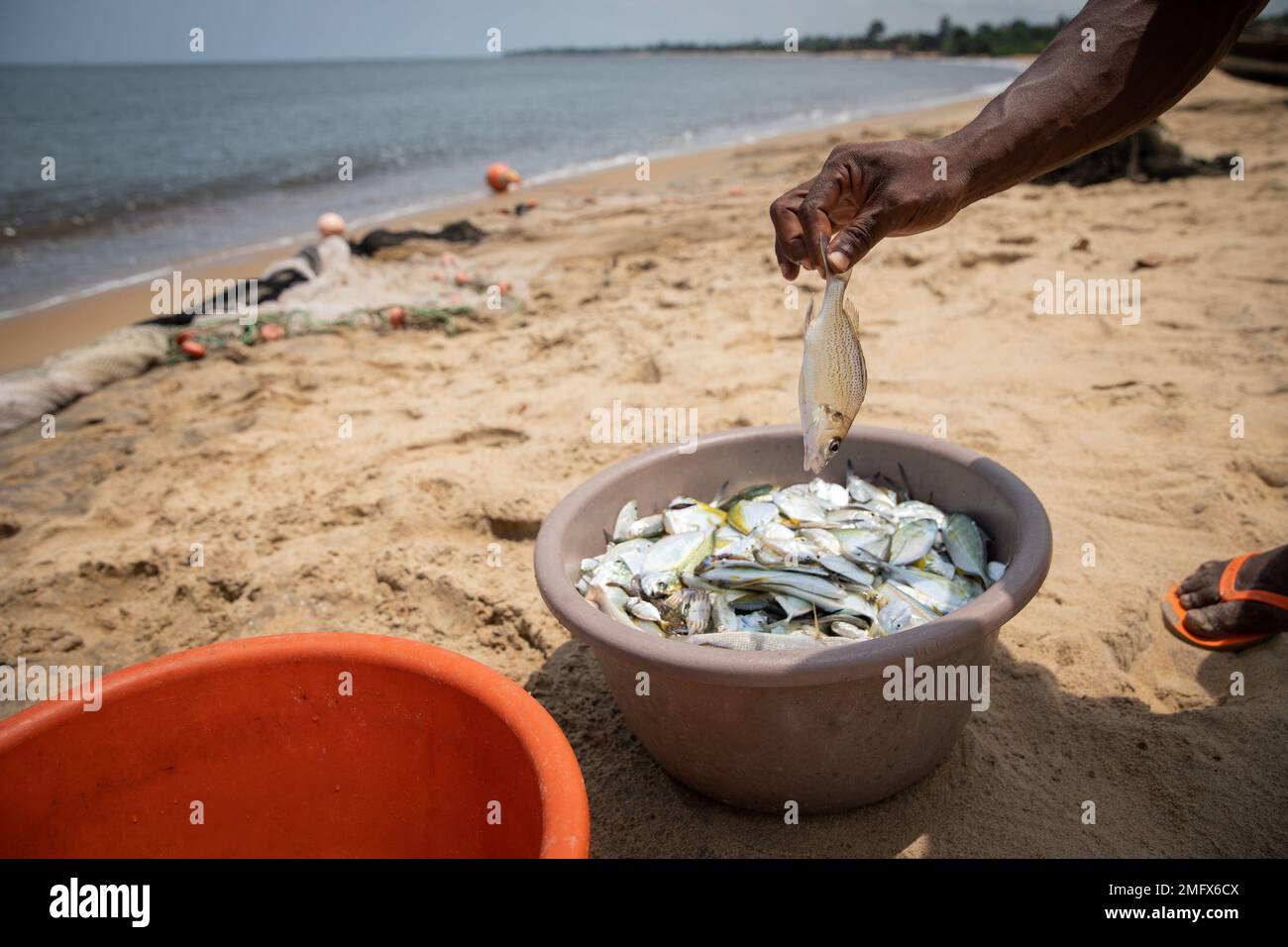Main d'un pêcheur africain qui lève un poisson fraîchement pêché de son seau de pêche Banque D'Images