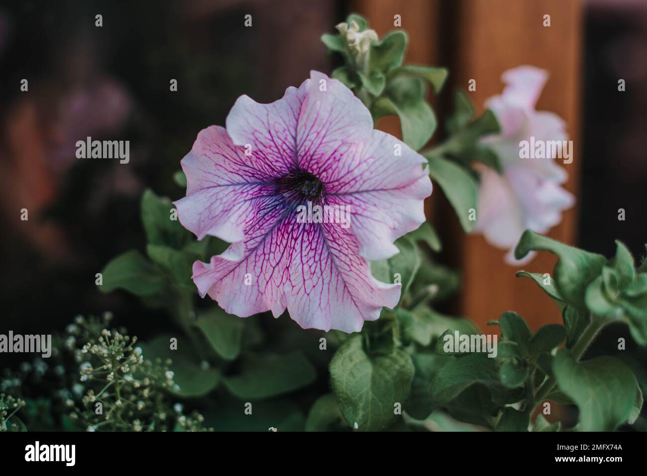 pétunia violet fleuri sur le rebord de la fenêtre. Fleur pétunia gros plan. Banque D'Images