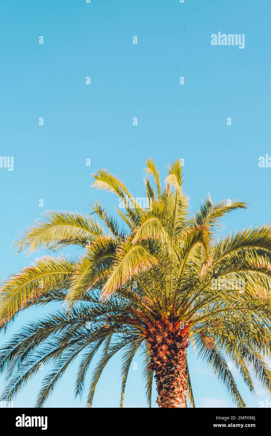 Palmier tropical contre le ciel bleu, espace de copie Banque D'Images