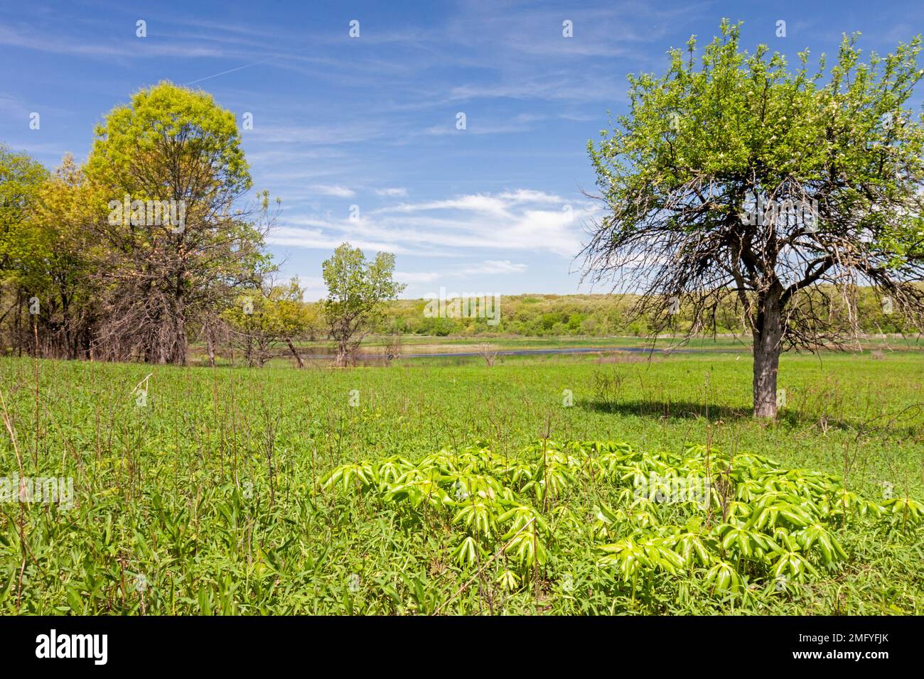 Au printemps, les mayonnaise fleurissent dans une prairie ouverte d'une forêt sous un ciel bleu. Banque D'Images