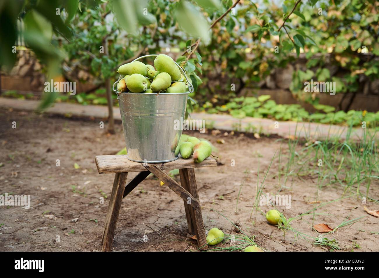 Gros plan. Composition de vie fixe avec des poires mûres fraîchement récoltées dans un seau galvanisé métallique sur un tabouret en bois. Agriculture biologique. Récolte de fruits Banque D'Images