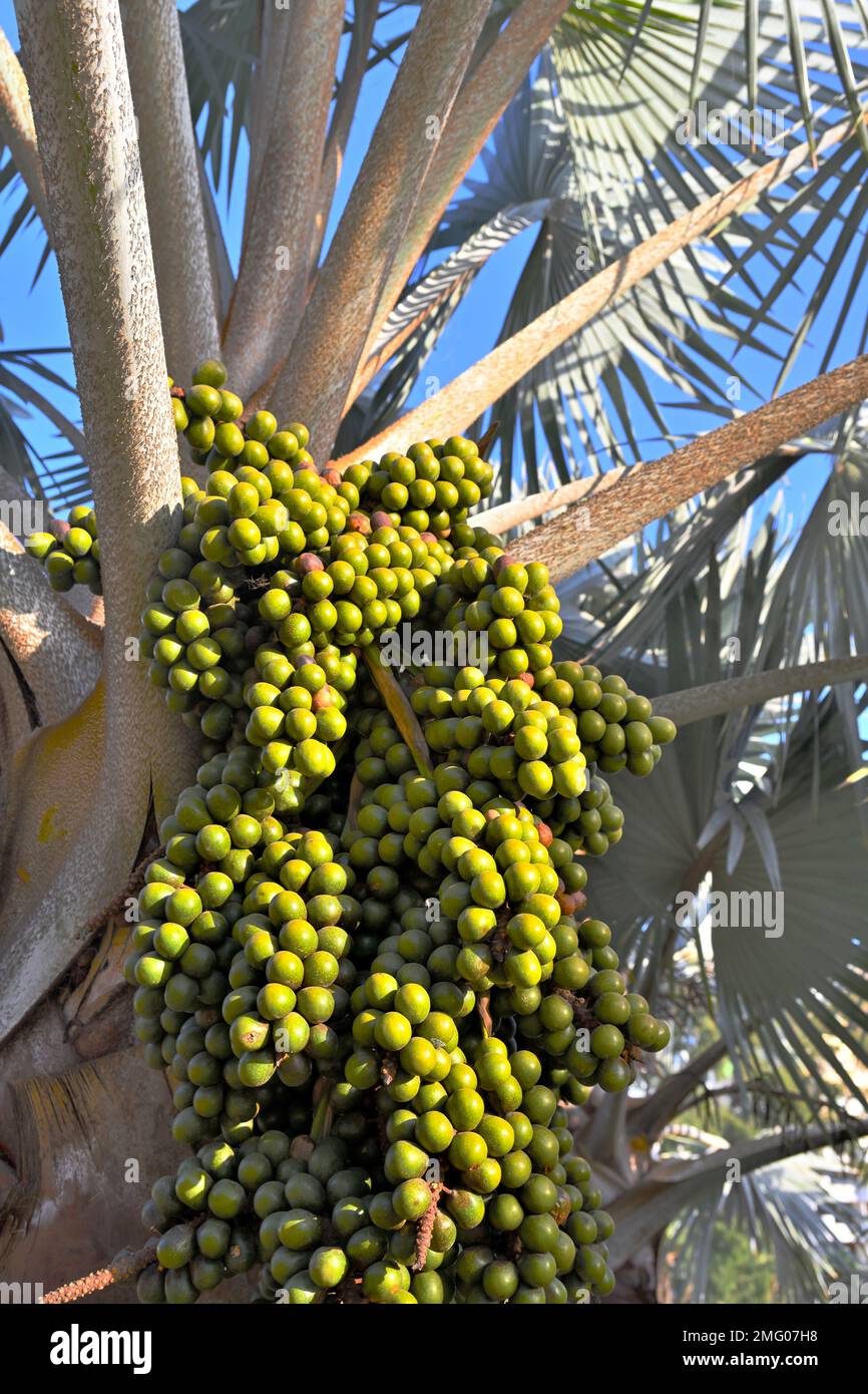 Huiler le palmier avec des fruits verts en grappe sur l'arbre Banque D'Images