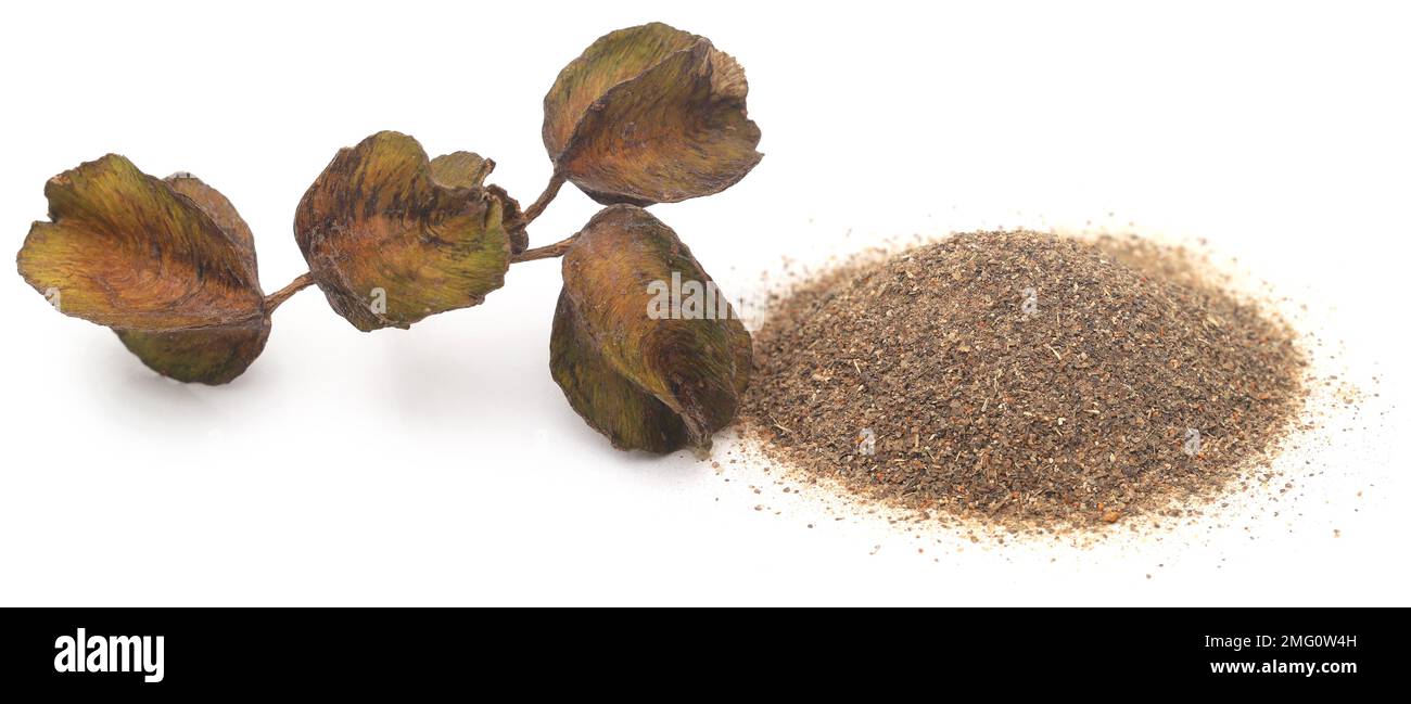 Fruit arjun ayurvédique avec poudre sur fond blanc Banque D'Images