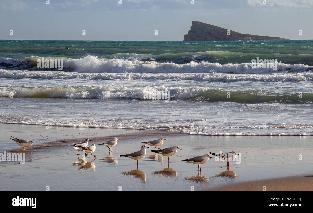 Gaviotas y su reflejo en el agua, en la playa de Poniente, Benidorm, España Banque D'Images