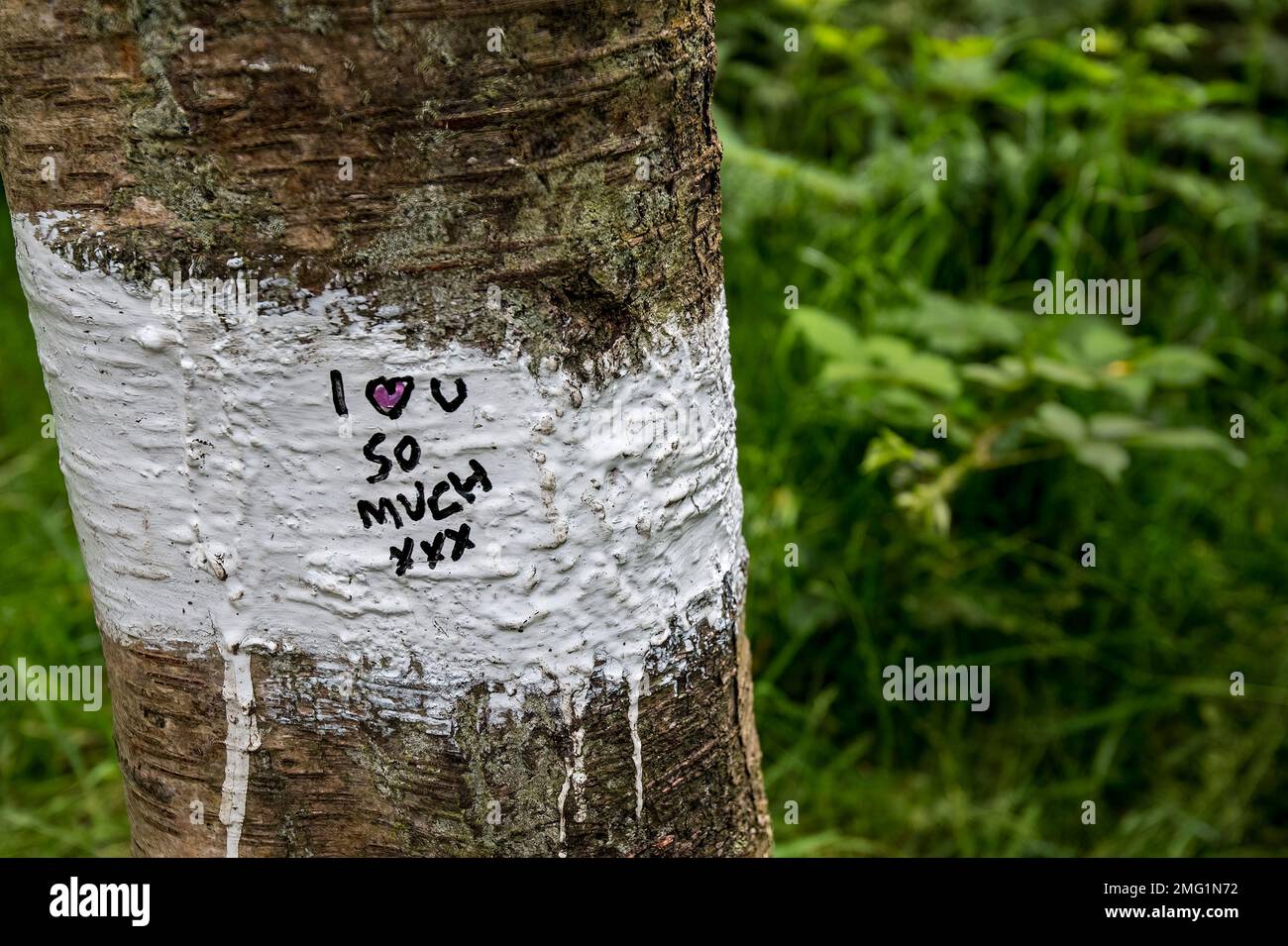 Un message d'amour peint sur un arbre. Banque D'Images