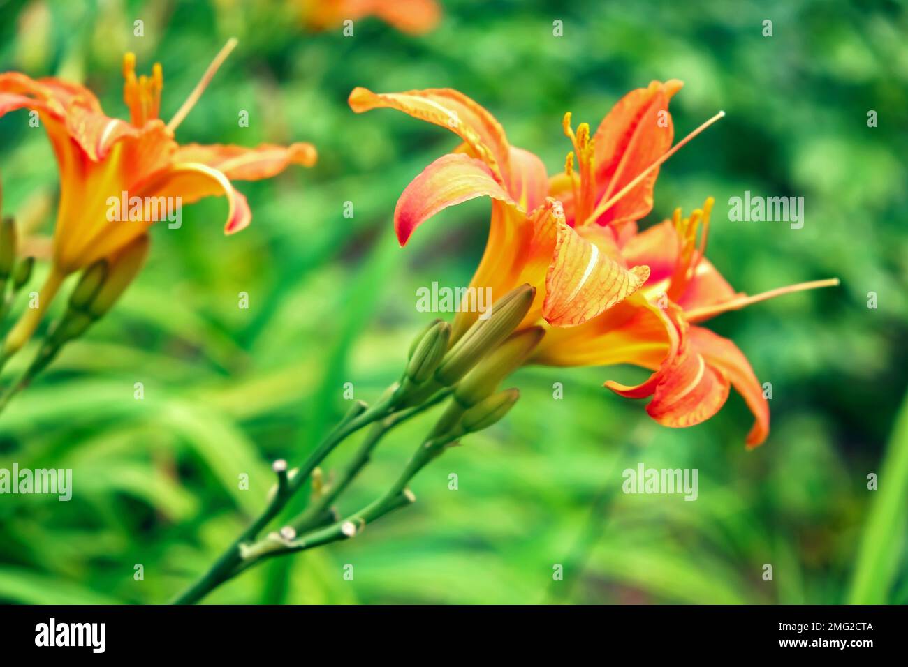 Belle hemerocallis orange vif fulva gros plan dans un jardin d'été. Le daylis est orange vif sur fond de végétation verte. Banque D'Images