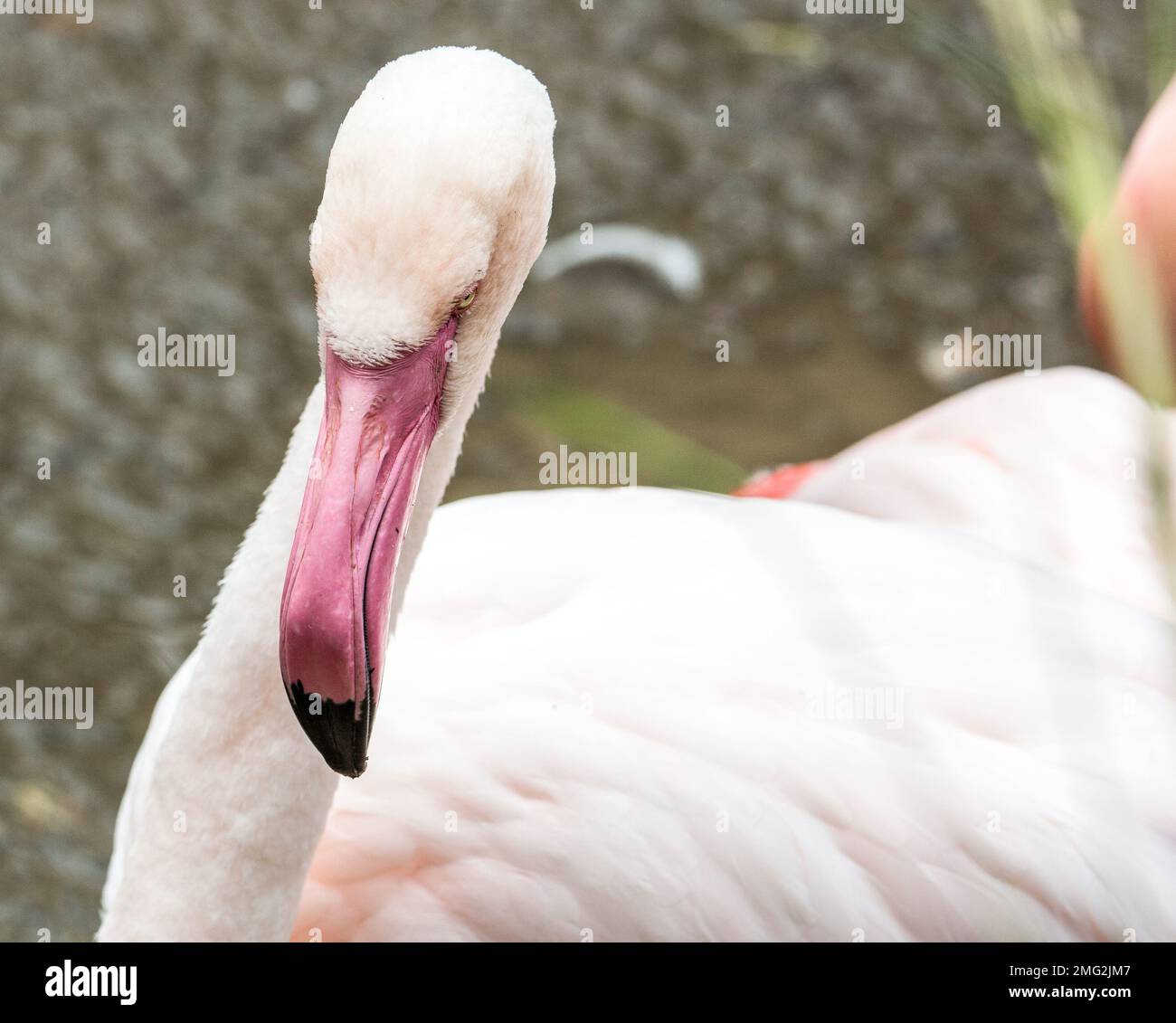 animaux de zoo en allemagne Banque D'Images