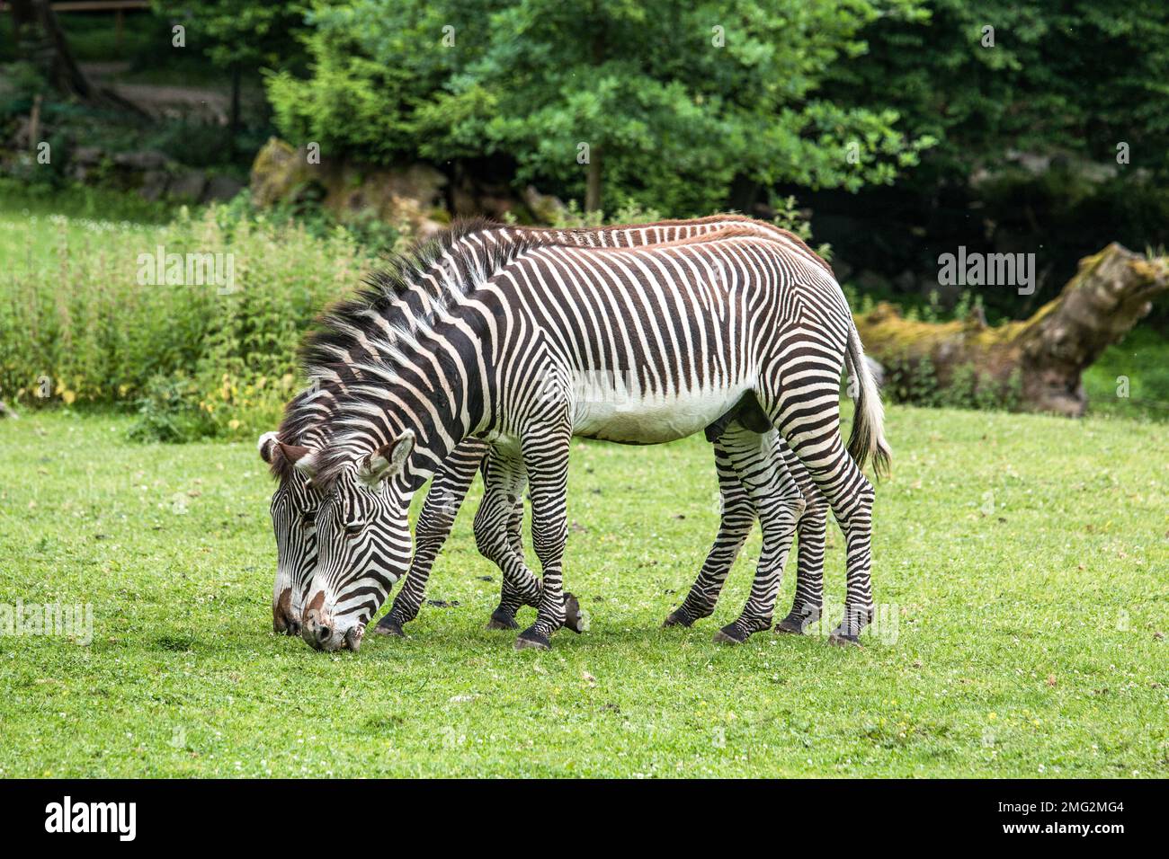 animaux de zoo en allemagne Banque D'Images