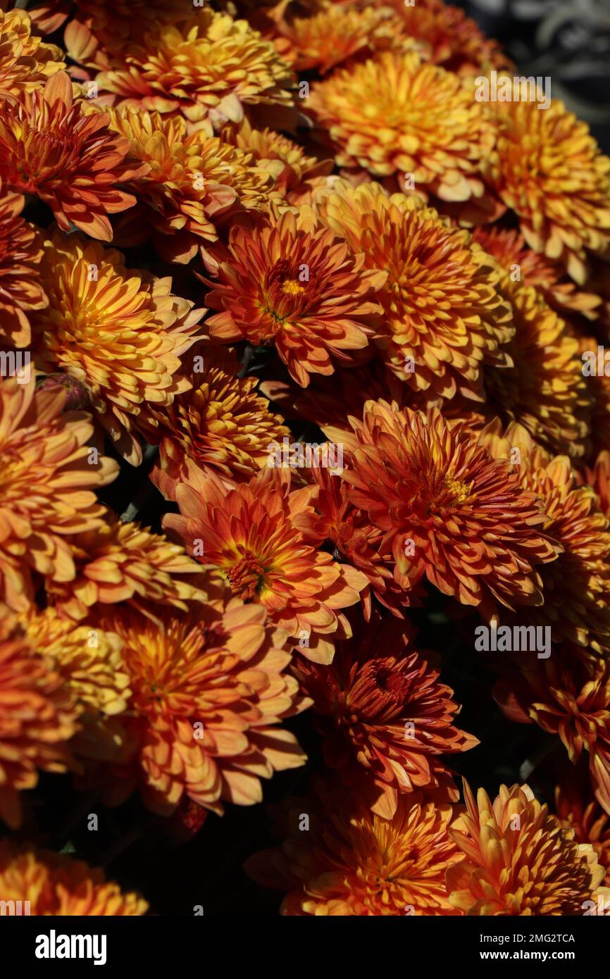 Pot avec chrysanthème orange. Décorations automnales extérieures. Maman épicée de jardin d'orange Banque D'Images