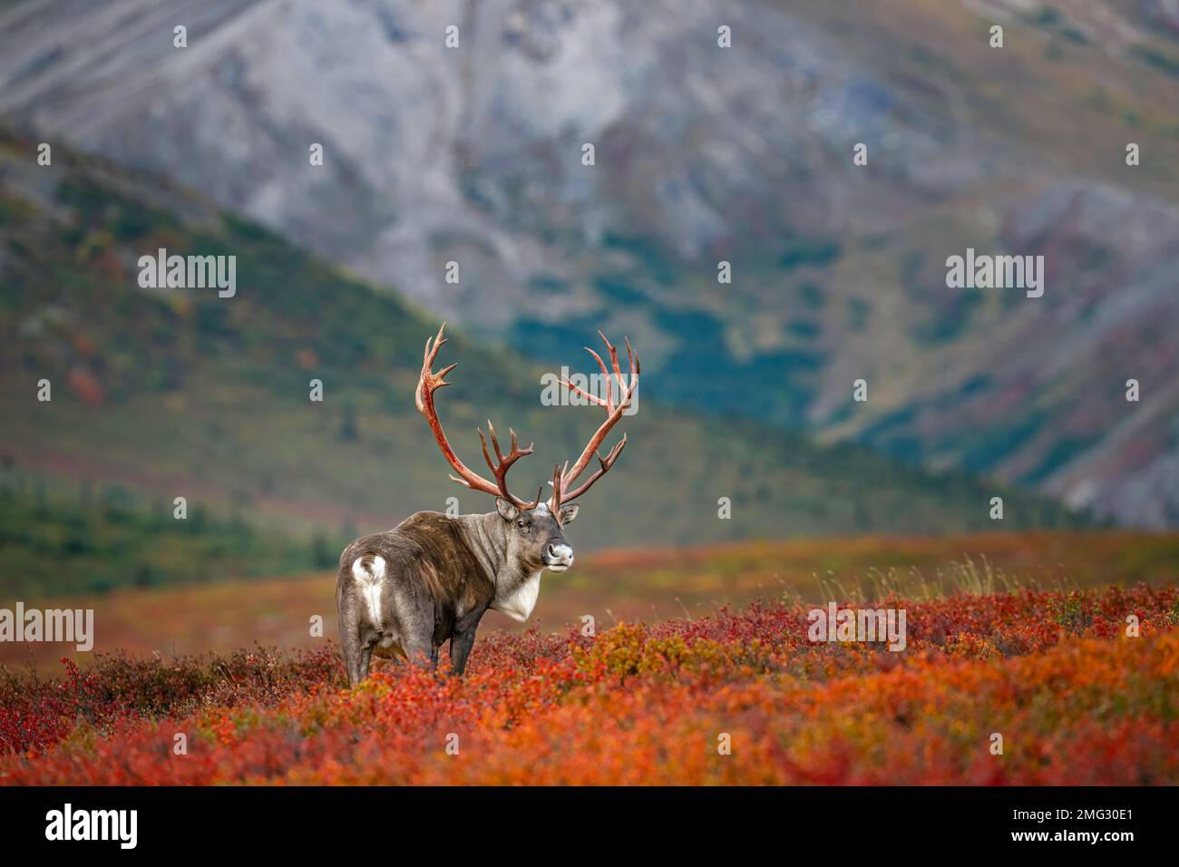 Caribou de la taureau de couleur automnale Banque D'Images