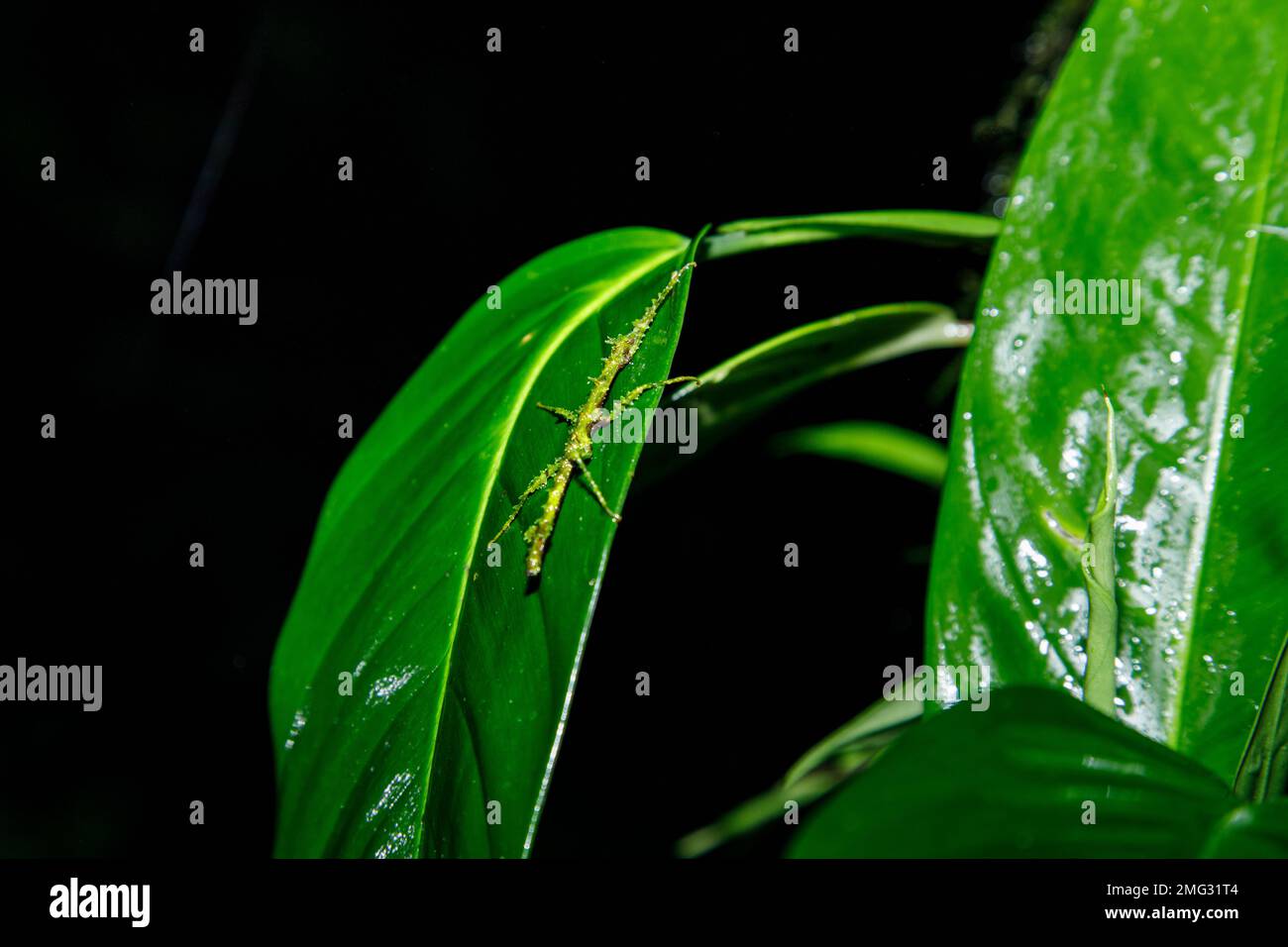 Insecte bâton camouflé parmi les feuilles vertes dans le parc national du volcan Arenal, Costa Rica. Banque D'Images