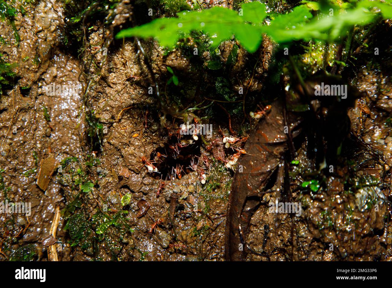 Fourmis Leafcutter transportant des feuilles dans une entrée de colonie dans le parc national du volcan Arenal, Costa Rica. Banque D'Images