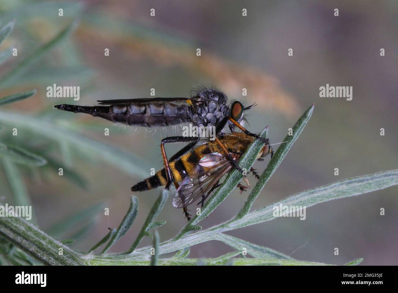 La mouche à mouches (Asilidae) nourrit une mouche capturée en aspirant les liquides organiques de la proie. Banque D'Images