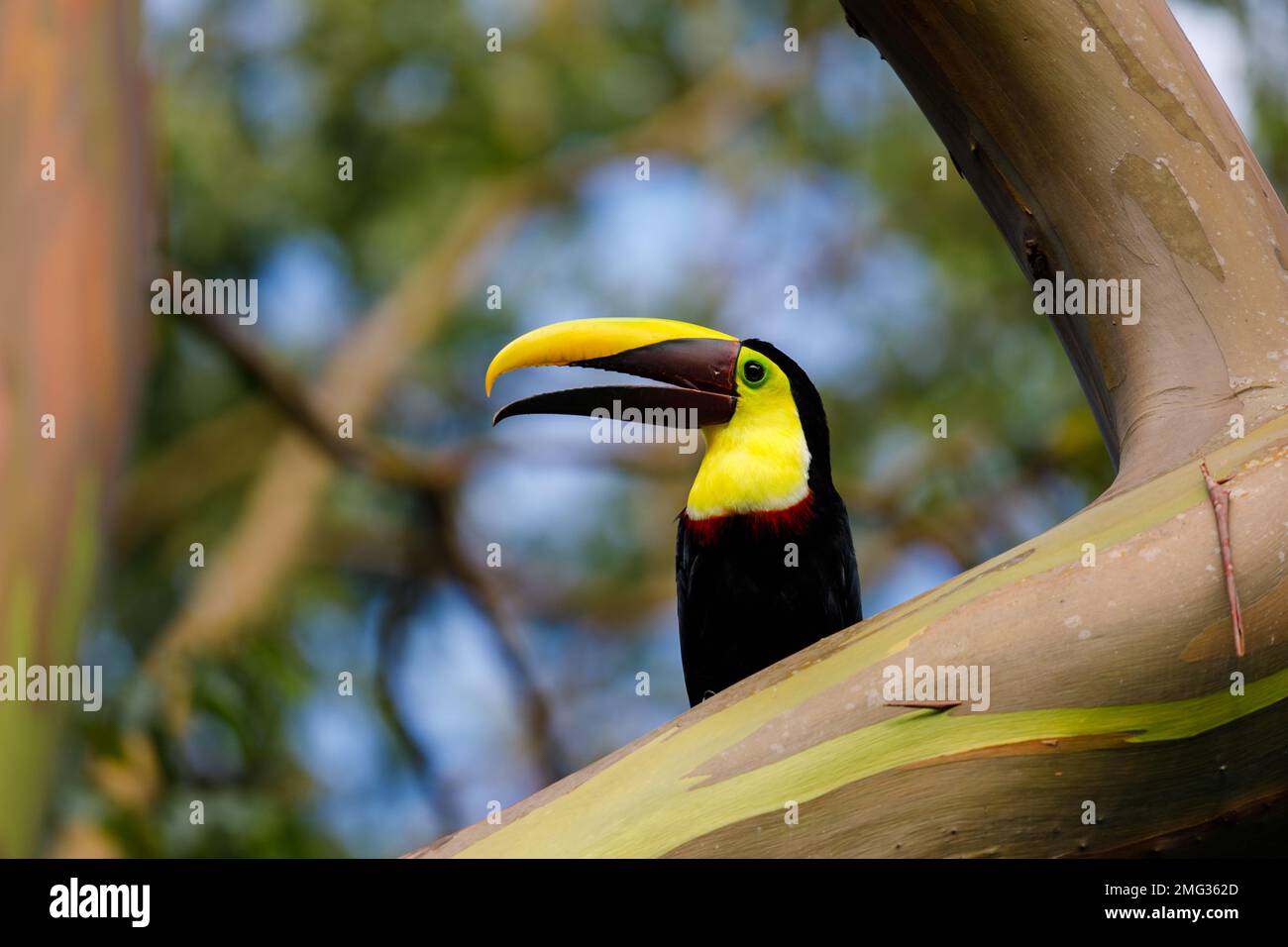 Toucan à gorge jaune (Ramphastos ambiguus swainsonii) une sous-espèce du toucan à gorge jaune, Parc national du volcan Arenal, Costa Rica. Banque D'Images
