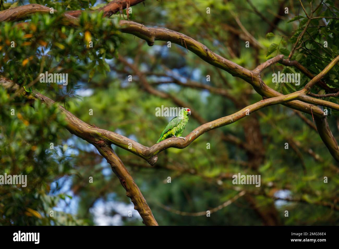 amazonie rouge ou perroquet rouge (Amazona autumnalis) dans les arbres de la Loge de l'Observatoire Arenal, Parc national du volcan Arenal, Costa Rica. Banque D'Images