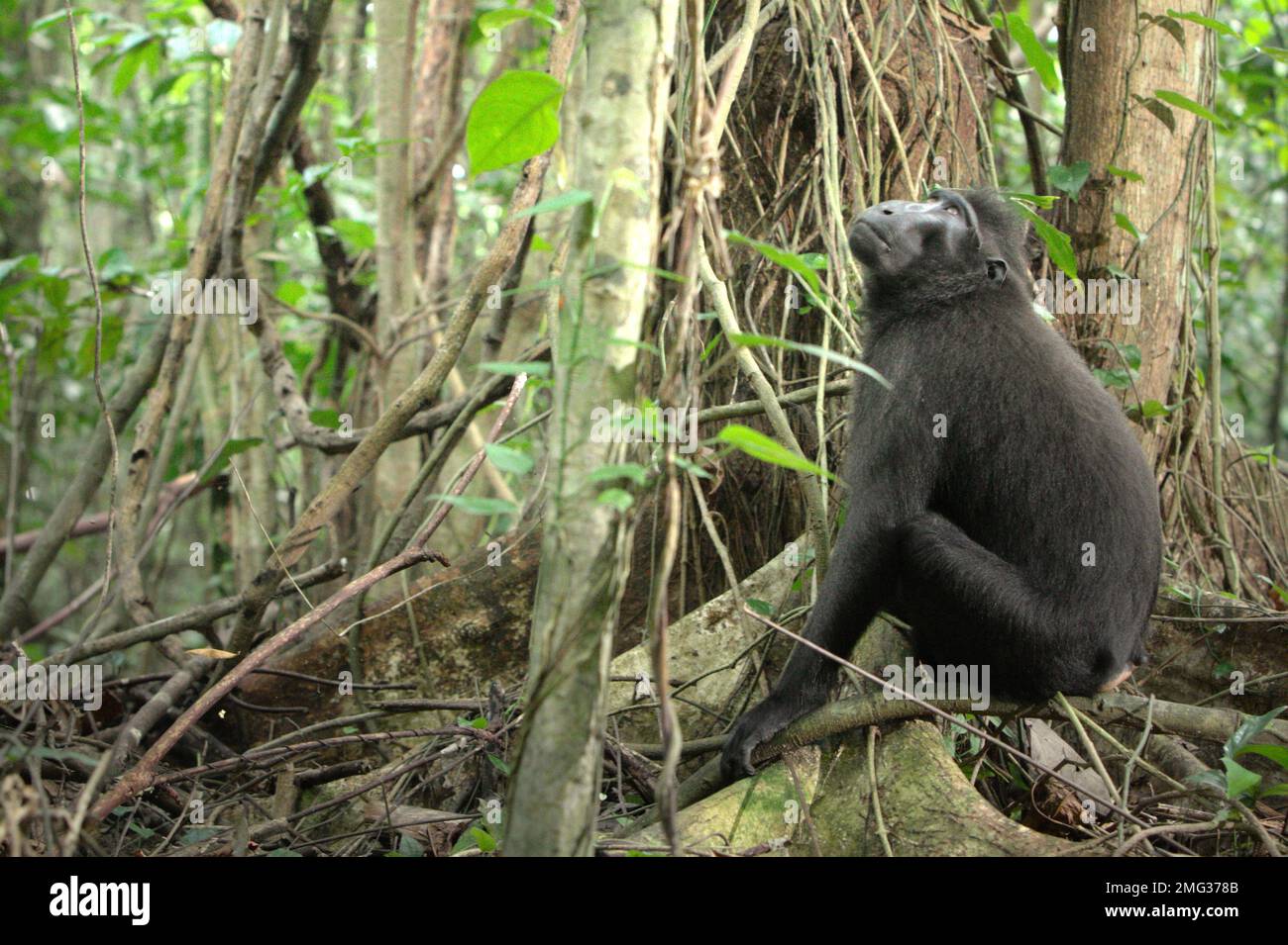 Un macaque Sulawesi à crête noire (Macaca nigra) regarde comme il est assis sous un arbre dans la réserve naturelle de Tangkoko, au nord de Sulawesi, en Indonésie. Les effets du changement climatique sur les espèces endémiques peuvent être observés sur les changements de comportement et de disponibilité alimentaire, qui influent sur leur taux de survie. « Comme les humains, les primates surchauffent et se déshydratent par une activité physique continue par temps extrêmement chaud », selon un scientifique, Brogan M. Stewart, dans son rapport publié en 2021 sur la conversation. « Dans un avenir plus chaud, ils devraient s'ajuster, se reposer et rester à l'ombre pendant les périodes les plus chaudes... Banque D'Images