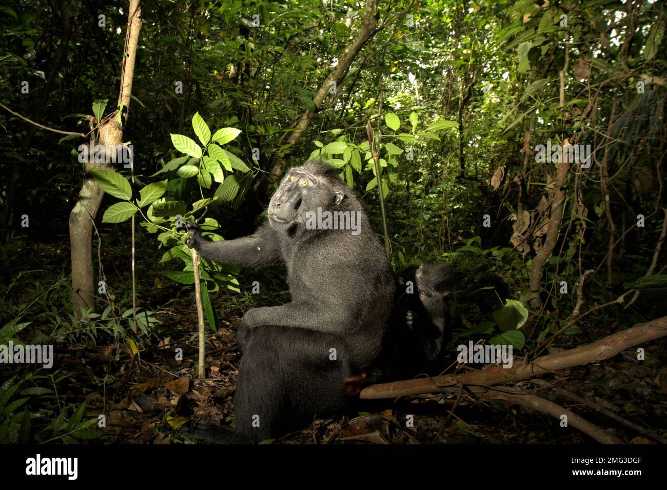 Un macaque Sulawesi à crête noire (Macaca nigra) regarde alors qu'il est soigné par un autre individu dans la forêt tropicale des basses terres de la réserve naturelle de Tangkoko, au nord de Sulawesi, en Indonésie. Les effets du changement climatique sur les espèces endémiques peuvent être observés sur les changements de comportement et de disponibilité alimentaire, qui influent sur leur taux de survie. « Comme les humains, les primates surchauffent et se déshydratent par une activité physique continue par temps extrêmement chaud », selon un scientifique, Brogan M. Stewart, dans son rapport publié en 2021 sur la conversation. « Dans un avenir plus chaud, ils devraient s'adapter, se reposer et rester. Banque D'Images