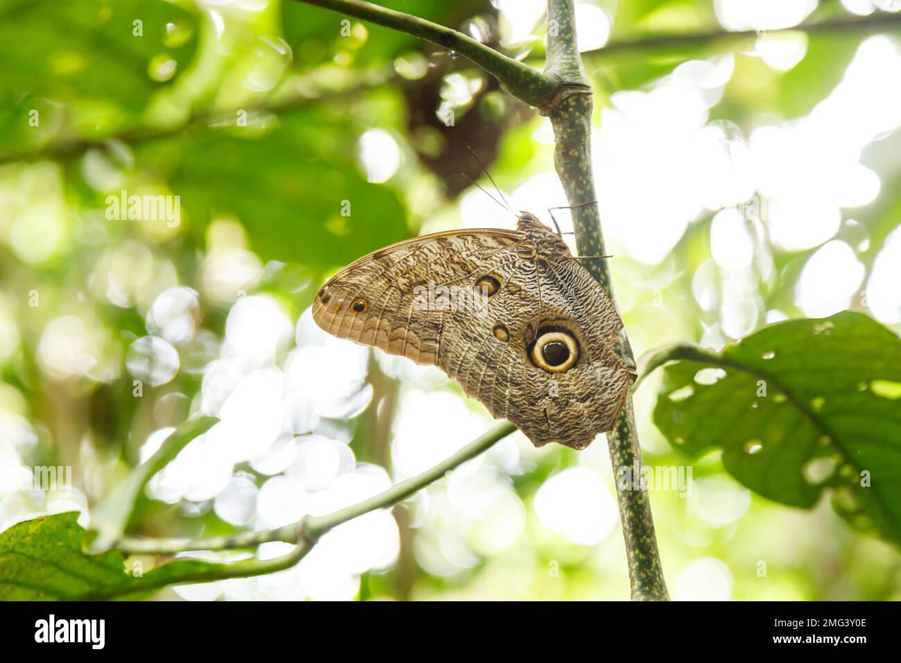Papillon géant Illioneus (Caligo illioneus) Parc national Volcán Tenorio, province de Guanacaste, Costa Rica. Banque D'Images