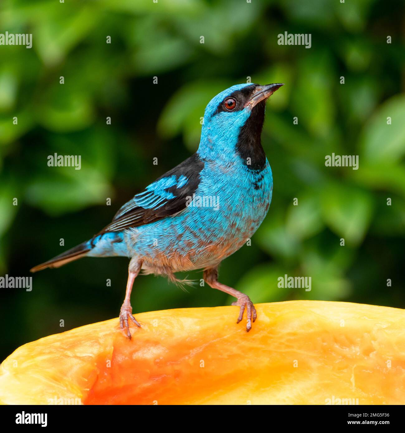 Le dacnis bleu (Dacnis cayana) est un petit oiseau de passereau Banque D'Images