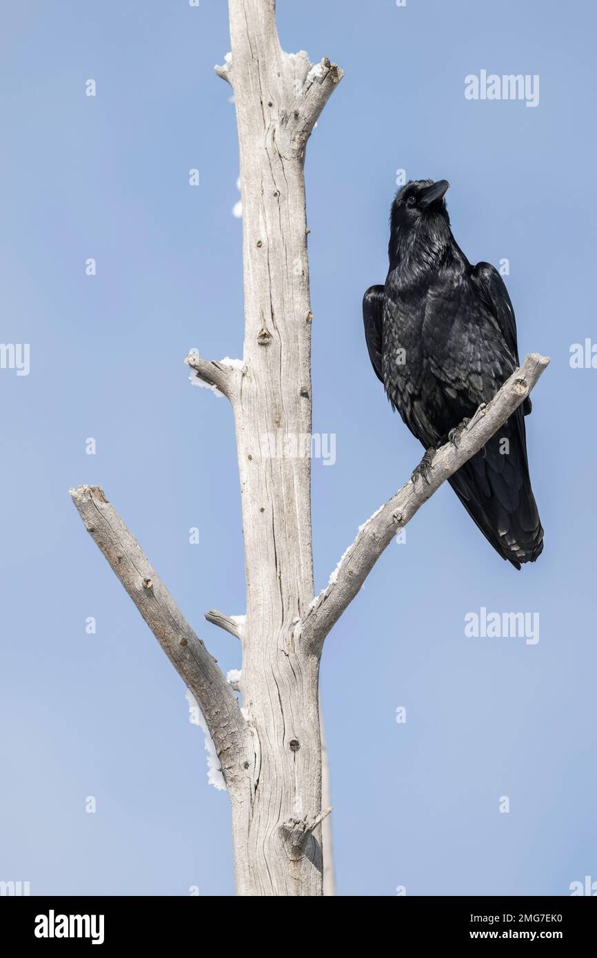 Corbeau perché dans un arbre mort Banque D'Images