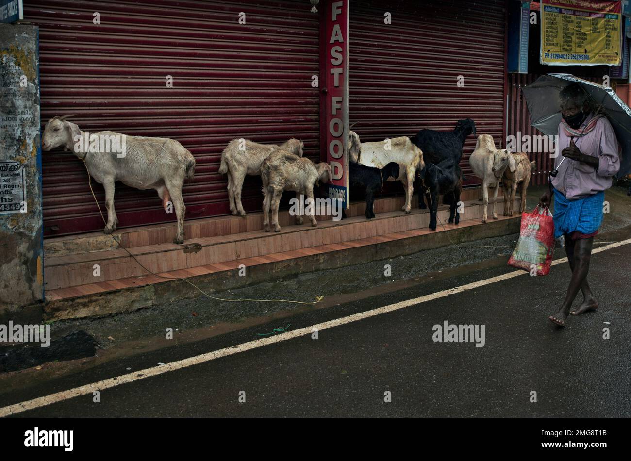 Goats take shelter next to the shutters of a closed shop during monsoon rains in Kochi, Kerala state, India, Saturday, Aug.8, 2020. Annual monsoon rains hit South Asia from June to September.(AP Photo/R S Iyer) Banque D'Images