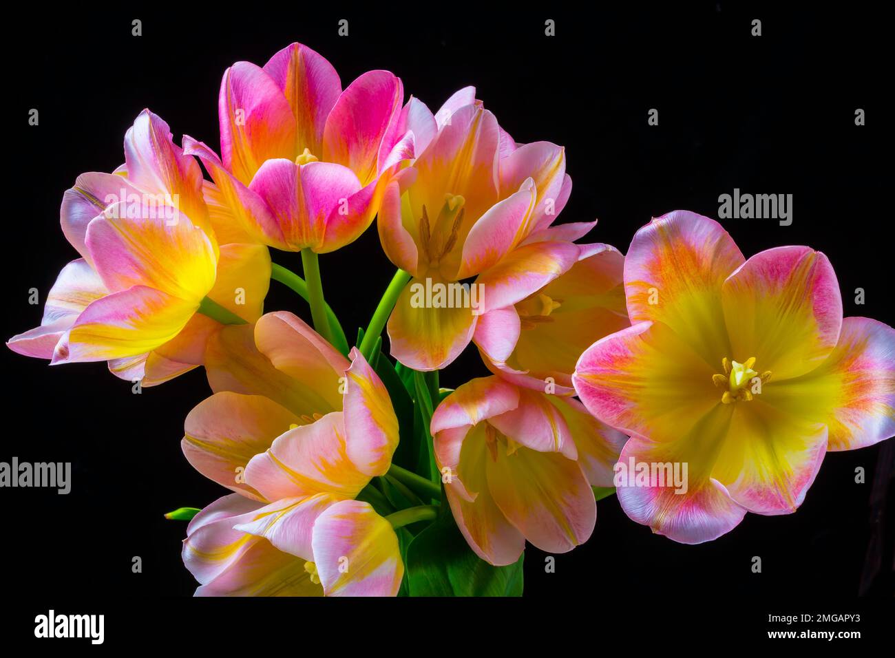 Bouquet de tulipes Banque D'Images