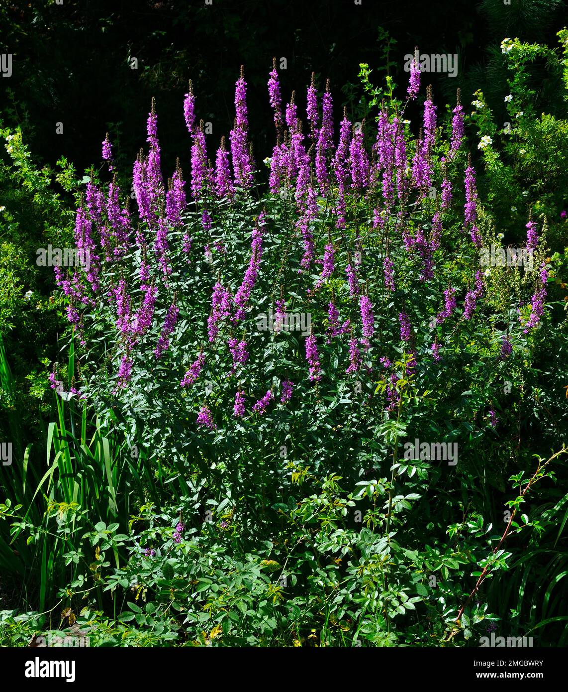 Fleurs de lavande de Hyssop Blue Fortune géant anis ou gianthisson de fenouil, menthe coréenne (Agastache foenicule) dans le jardin d'été. Hyssop est ornemental a Banque D'Images