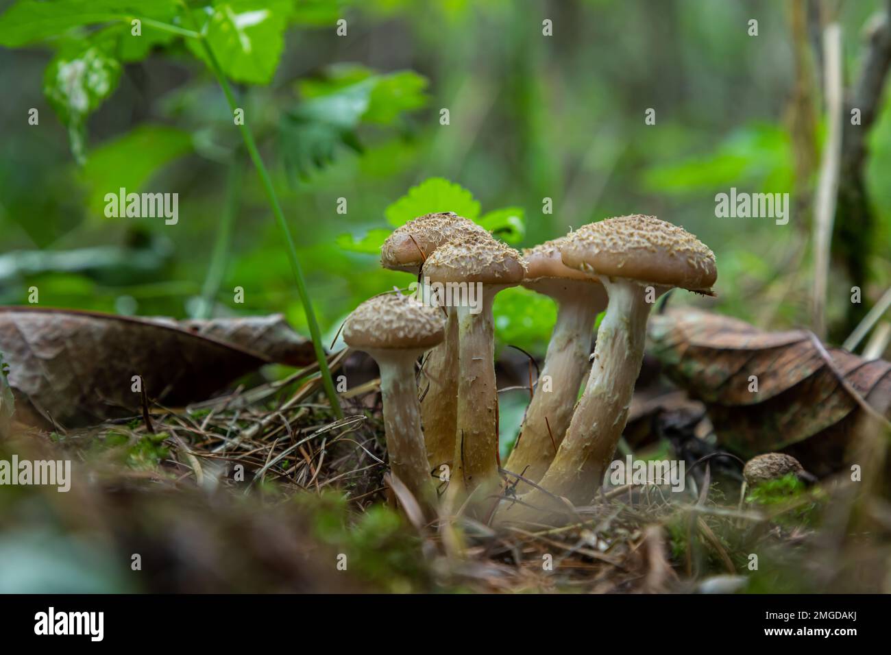 Groupe de champignons sauvages comestibles - miel agaric. Famille de champignons. Forêt de fées, la mousse douce. Banque D'Images