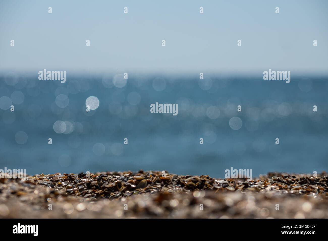 Coquillages sur le sable. Arrière-plan de la plage d'été. Vue de dessus. Banque D'Images