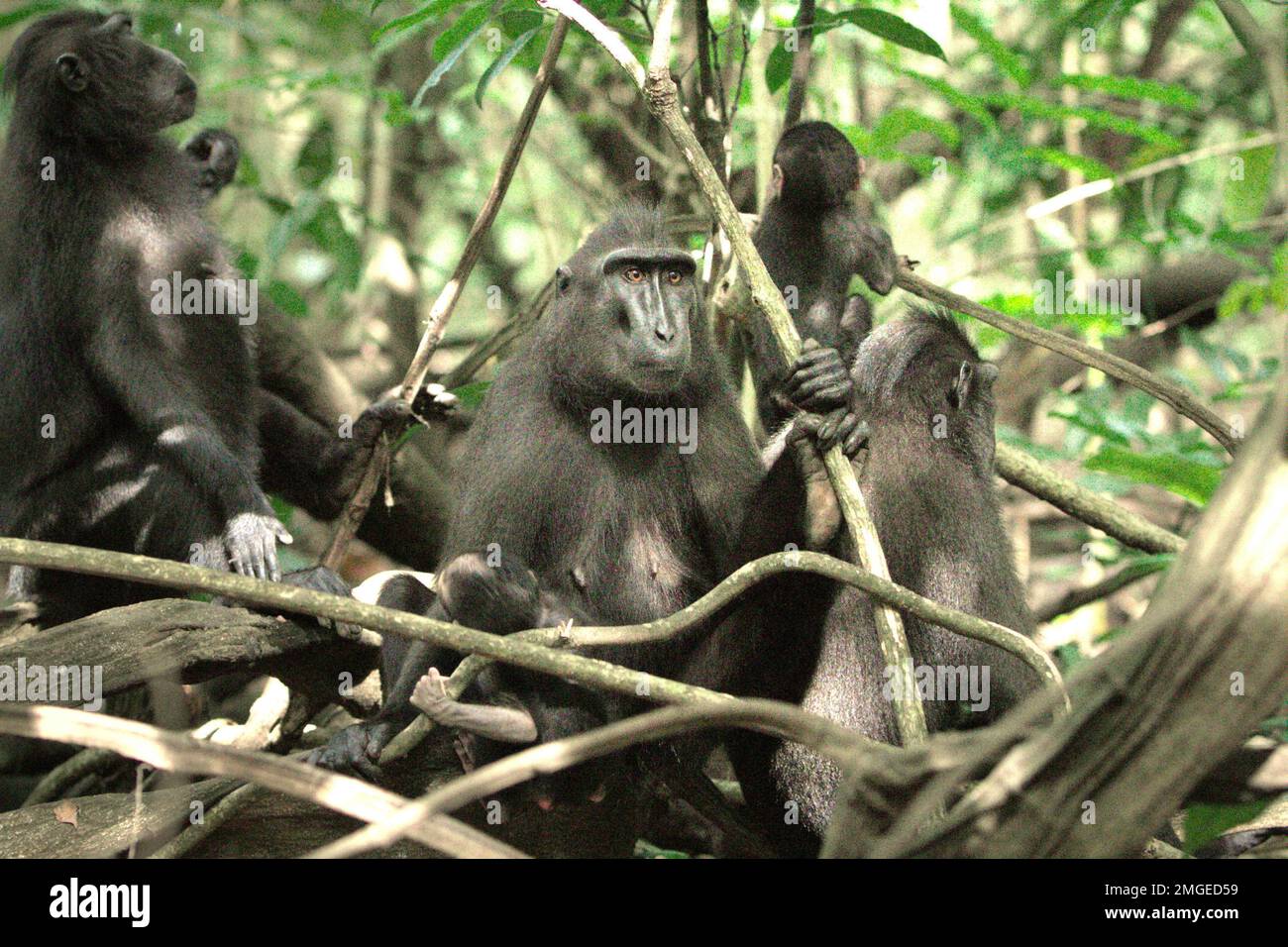 Un groupe de macaques à cragoût noir (Macaca nigra) de Sulawesi a une activité sociale dans la réserve naturelle de Tangkoko, au nord de Sulawesi, en Indonésie. Les effets du changement climatique sur les espèces endémiques peuvent être observés sur les changements de comportement et de disponibilité alimentaire, qui influent sur leur taux de survie. « Comme les humains, les primates surchauffent et se déshydratent par une activité physique continue par temps extrêmement chaud », selon un scientifique, Brogan M. Stewart, dans son rapport publié en 2021 sur la conversation. « Dans un avenir plus chaud, ils devraient s'ajuster, se reposer et rester à l'ombre pendant les périodes les plus chaudes de la Banque D'Images