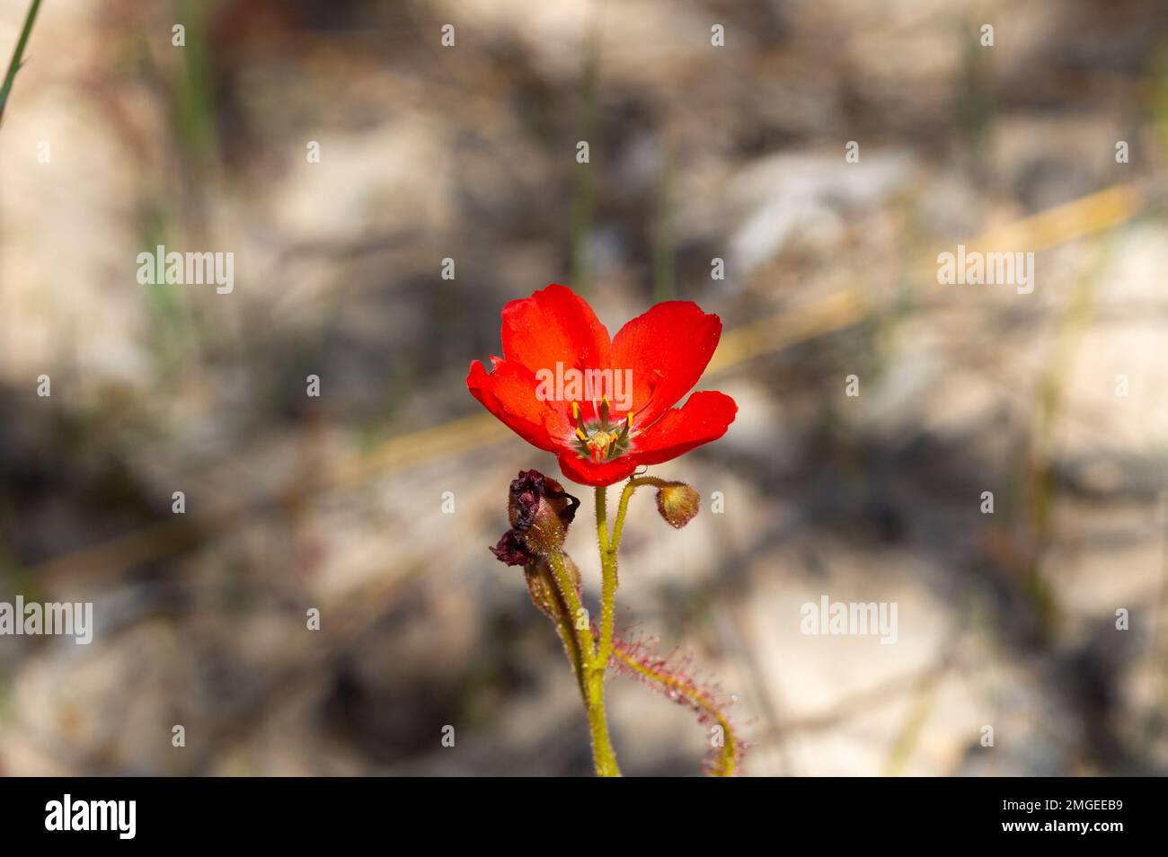 La belle forme à fleurs rouges du Sundew Drosera cistiflora dans l'habitat naturel, plante carnivore, plante collante, Cap occidental de l'Afrique du Sud Banque D'Images