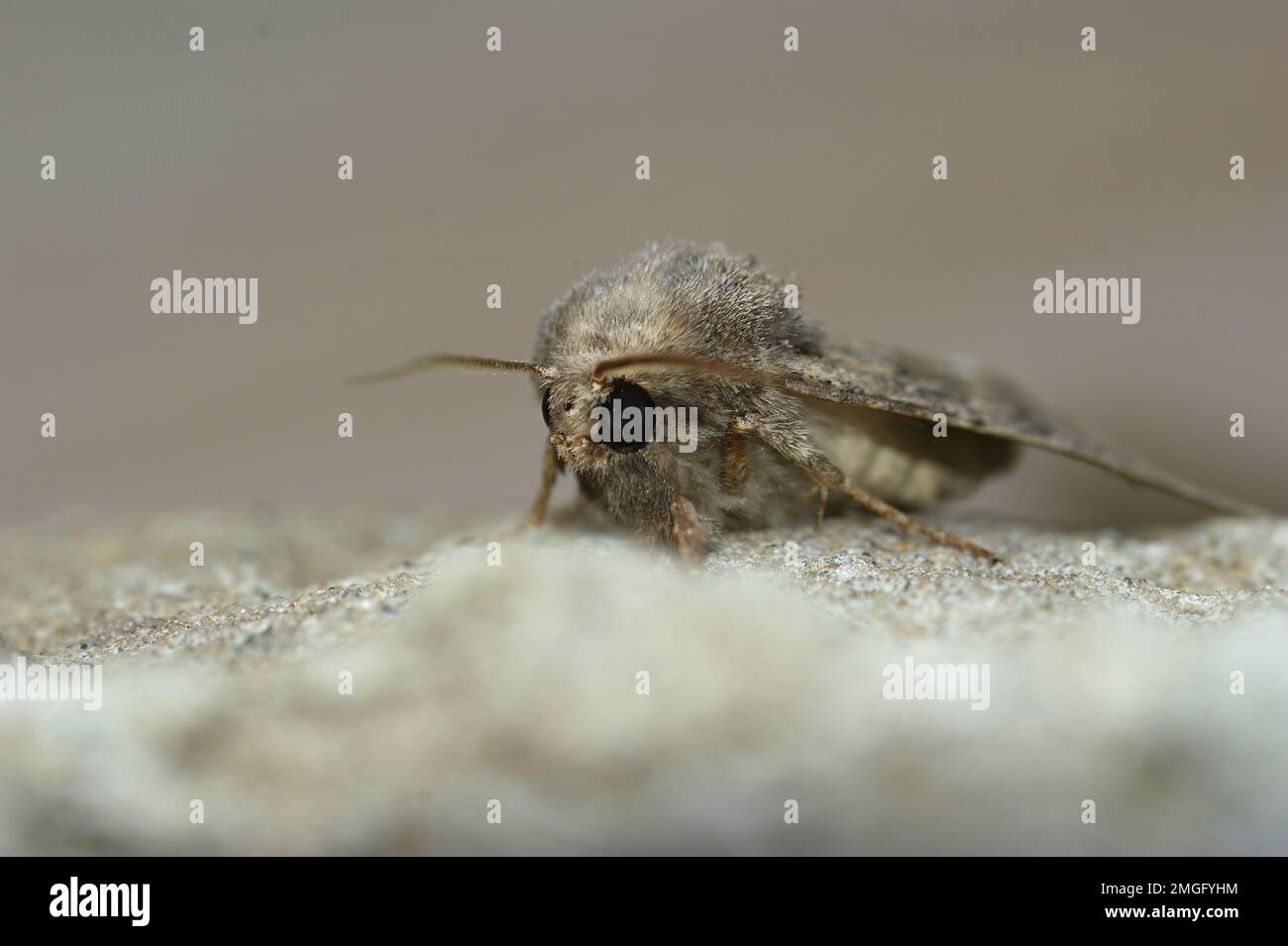 Gros plan sur le papillon rustiques et rebondi, Luperina testacea assis sur une pierre Banque D'Images