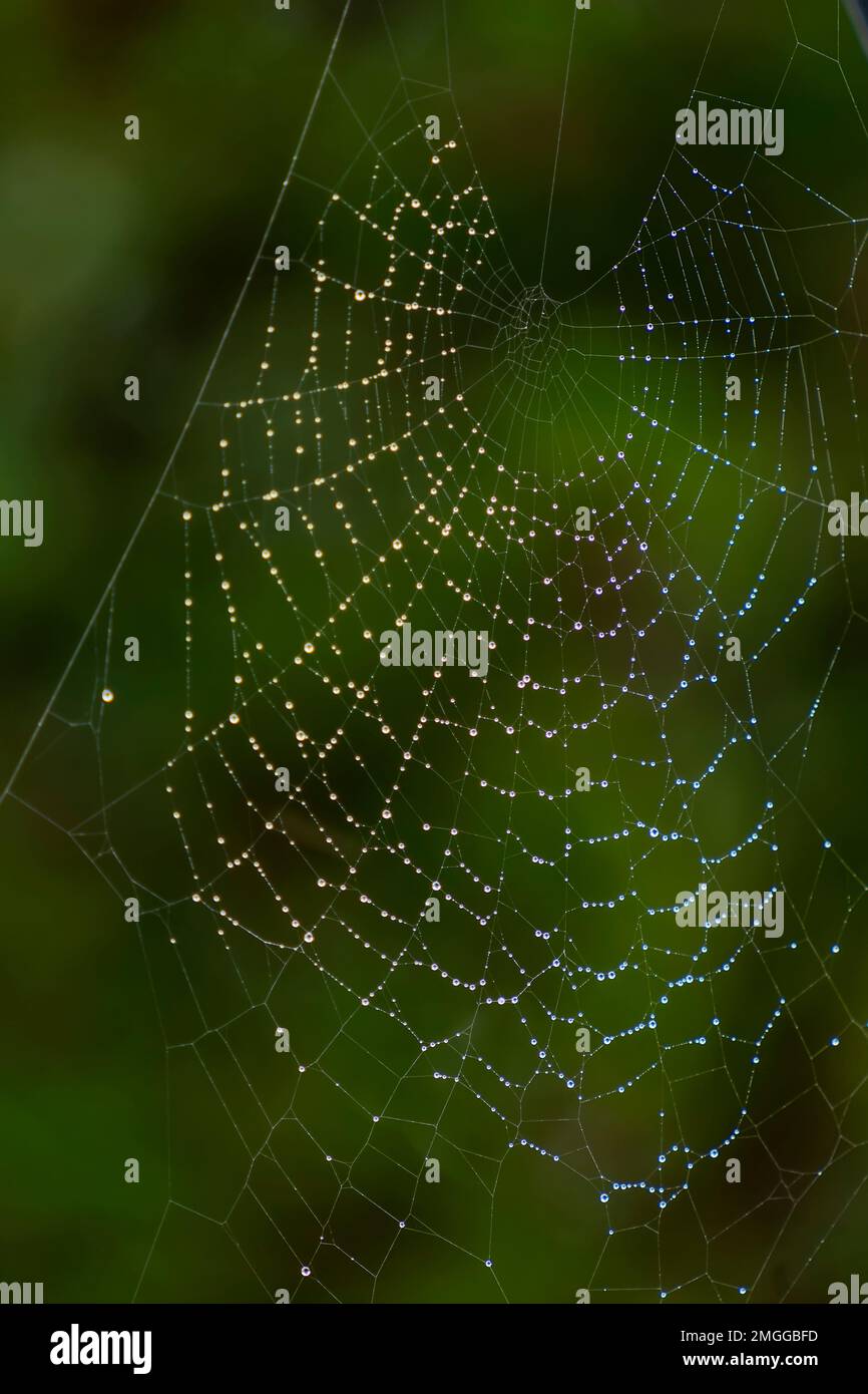 Une grande toile d'araignée est recouverte de gouttes de pluie, sur un fond vert flou Banque D'Images