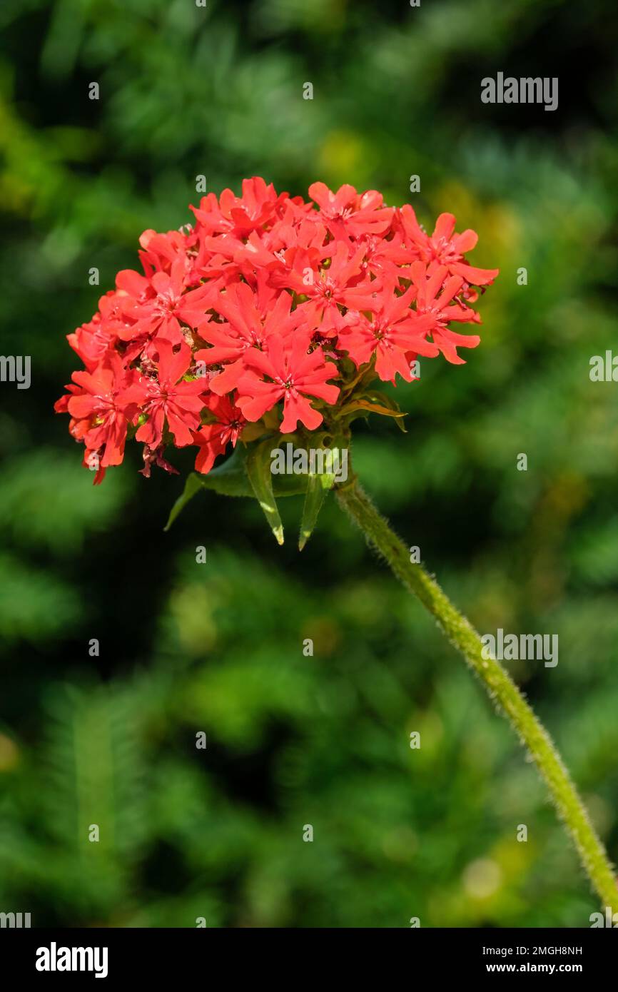 Lychnis chalcedica, campion rose commun, croix maltaise, herbacée vivace, petit, fleurs rouges compactes, bombées Banque D'Images
