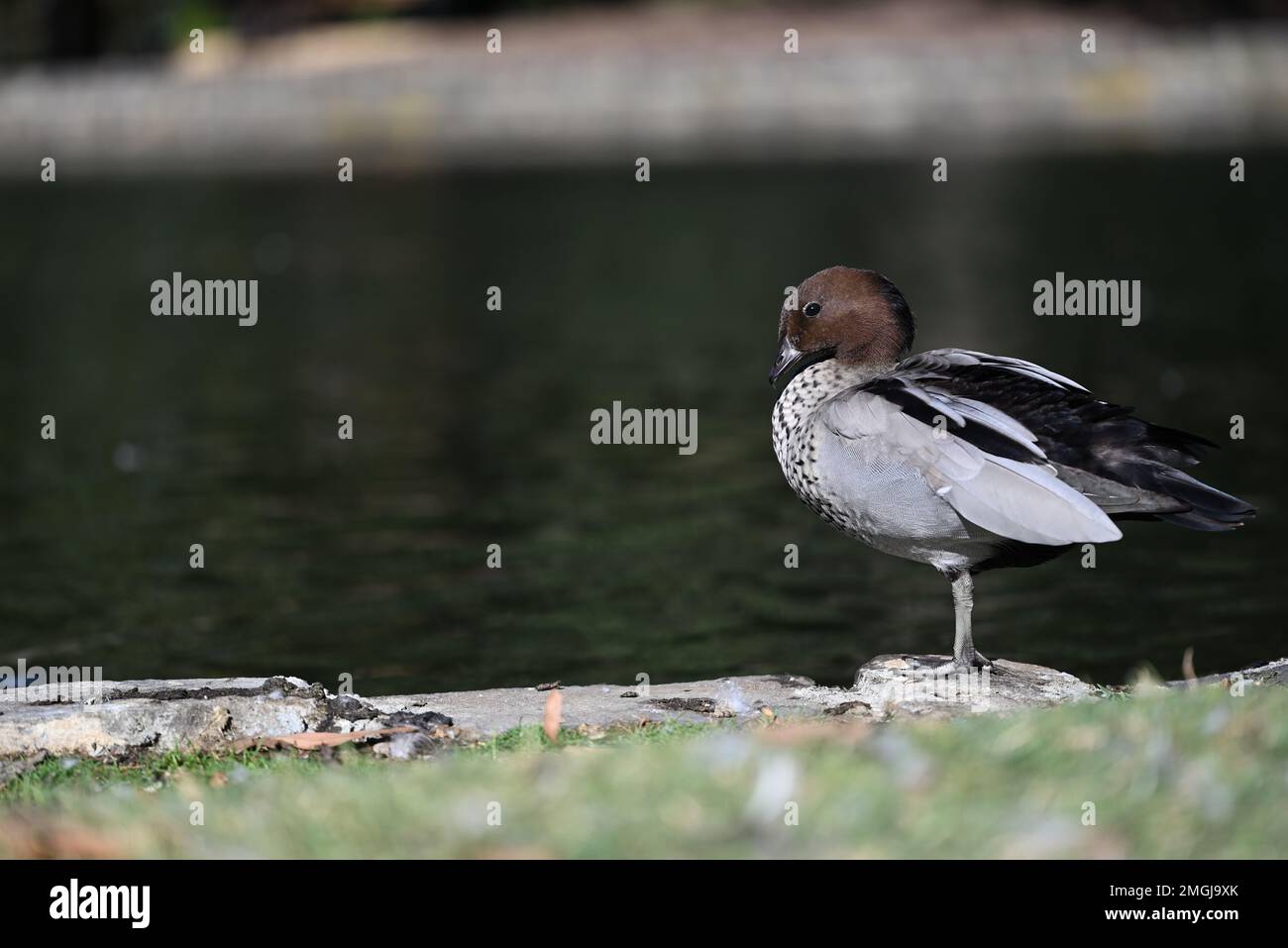 Vue latérale d'un canard en bois australien se tenant sur une jambe à côté d'un lac Banque D'Images