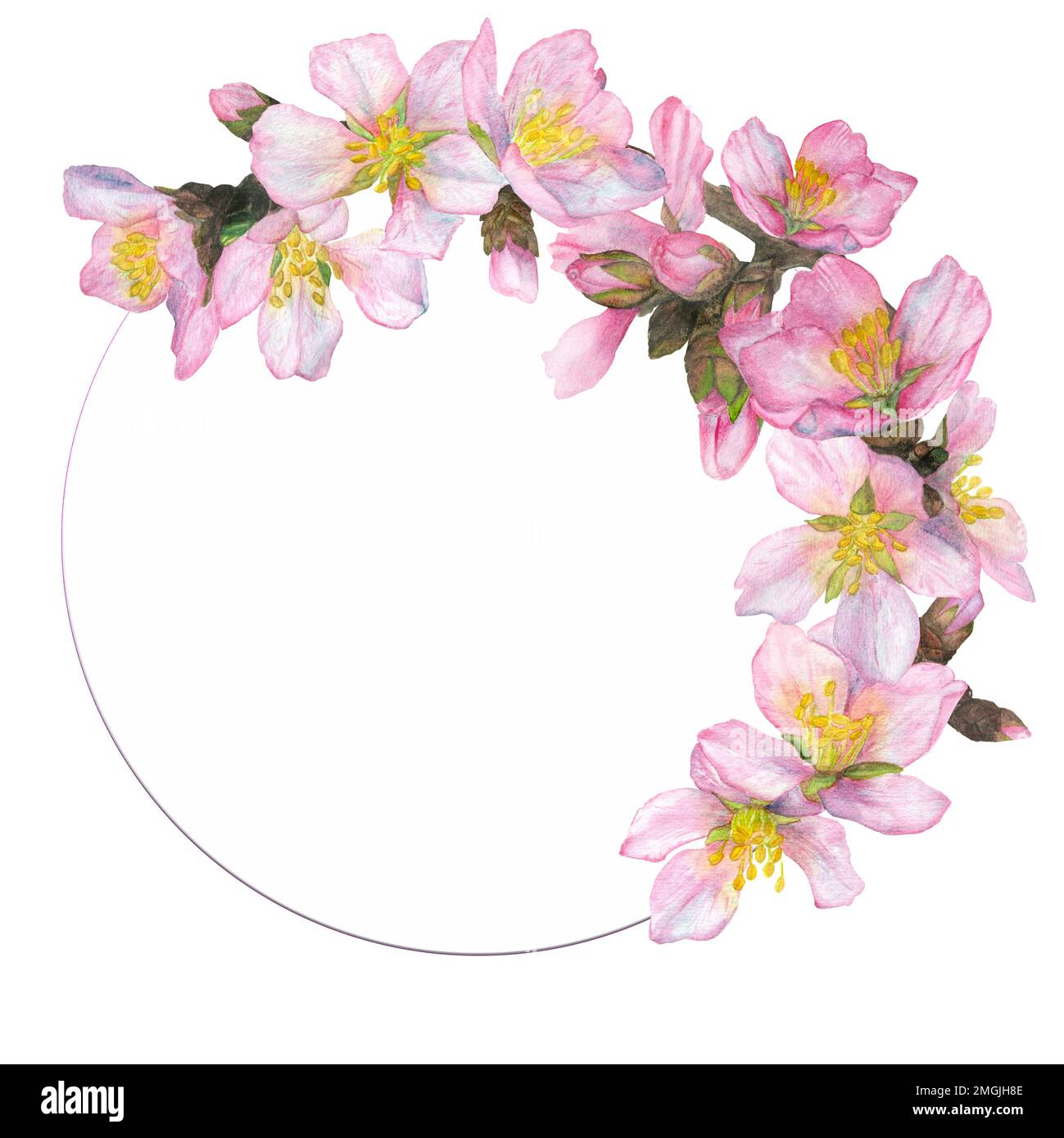 Aquarelle illustration, une branche de cerisiers en fleurs dans un cadre rond sur un fond blanc. Convient pour la conception de cartes postales, invitations, affaires Banque D'Images