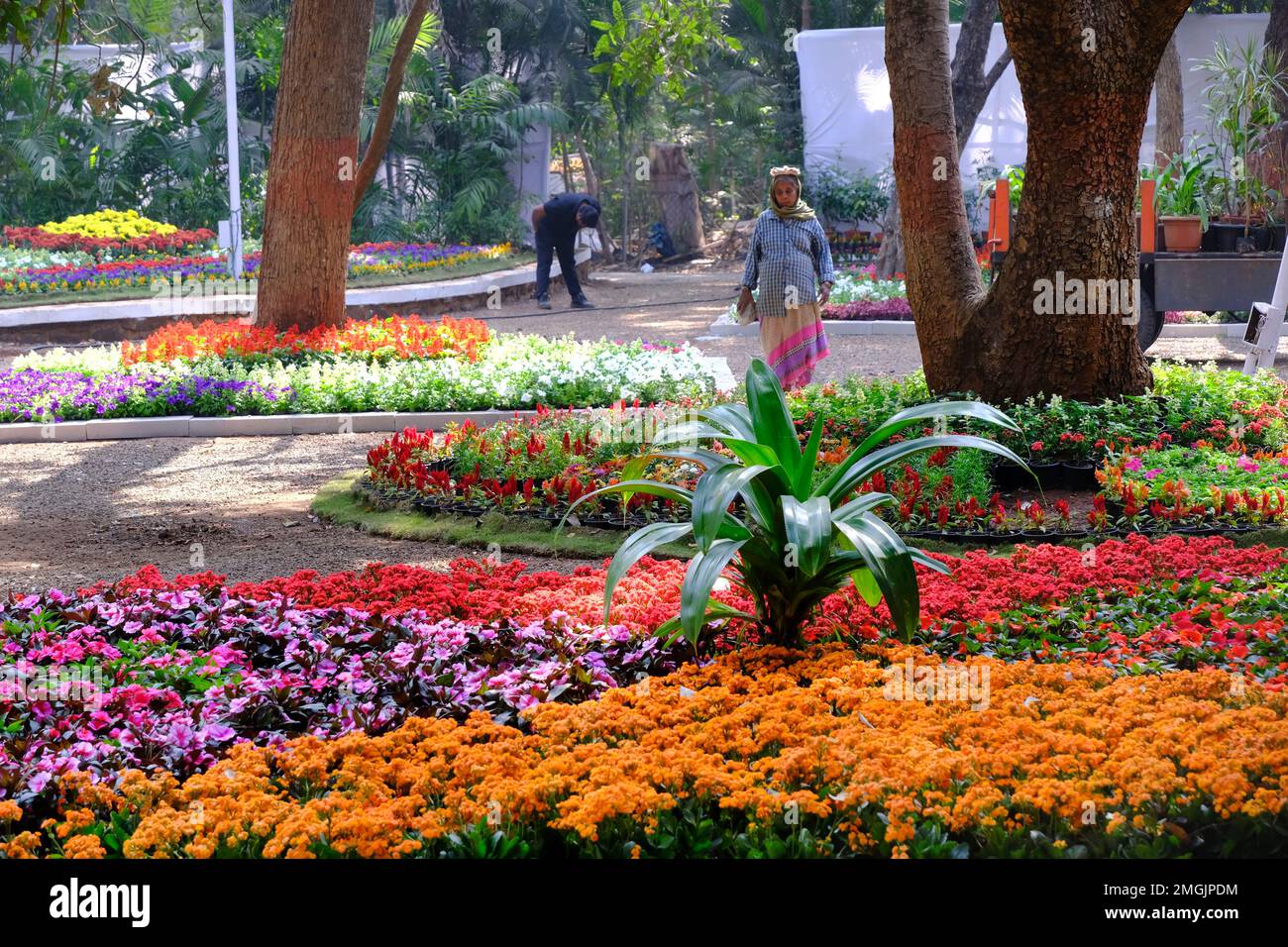 25 janvier 2023, Pune, Inde, le jardin botanique de l'impératrice lors du spectacle floral annuel à Pune. Banque D'Images