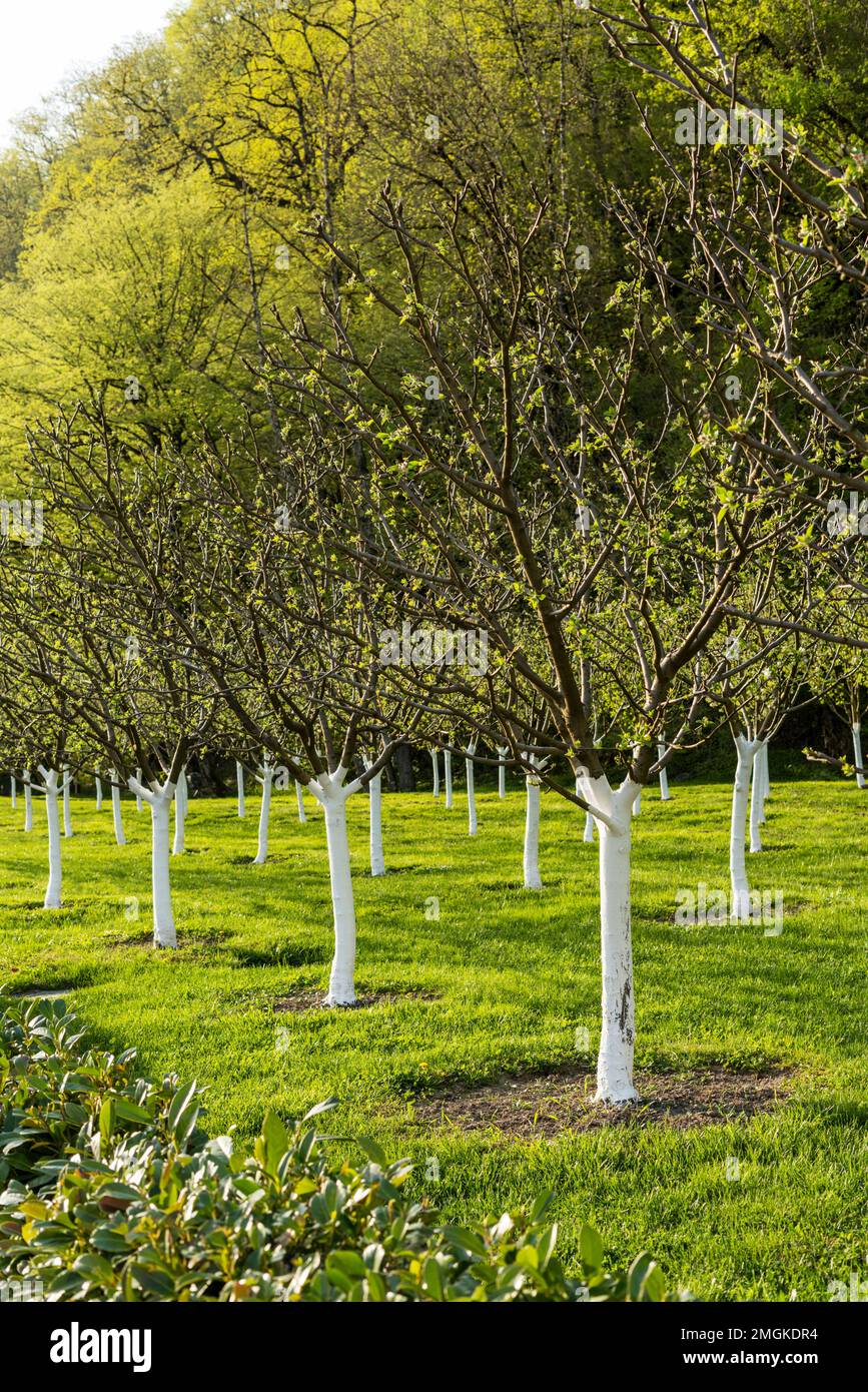 Bosquet avec jeunes pommiers avec troncs blanchis à la chaux croissant parmi l'herbe verte dans les arbres fruitiers de printemps aménagement paysager et horticulture Banque D'Images