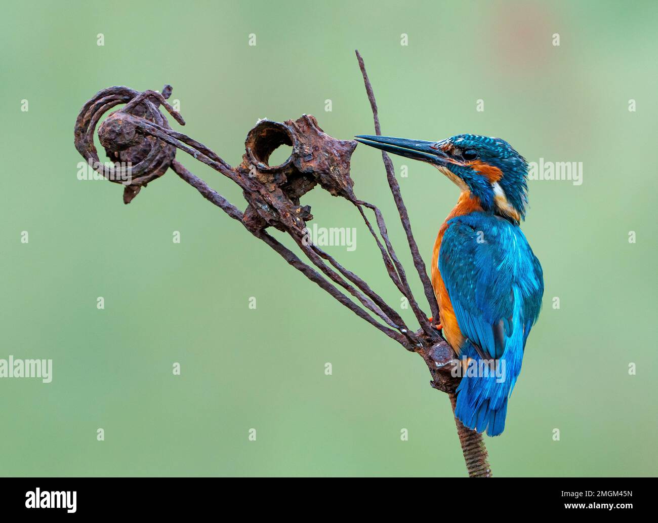 Kingfisher (Alcedo atthis) perché sur un morceau d'acier rouillé, Angleterre Banque D'Images