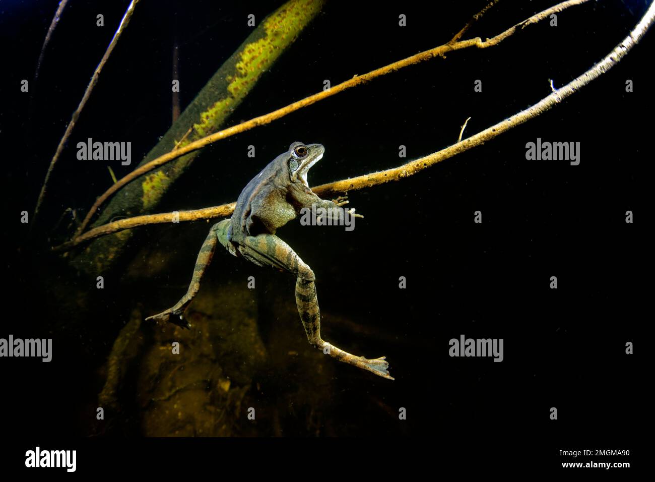 Herbe grenouille (Rana dalmatina) dans la saison de reproduction dans un étang la nuit - ville de Couffy - Loir et cher - France Banque D'Images