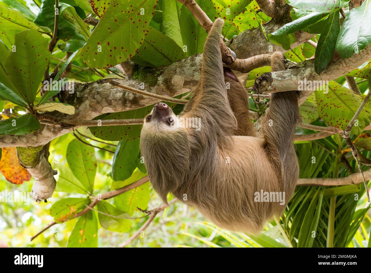 Sloth (Choloepus didactylus) à deux doigts du sud suspendu, Costa Rica Banque D'Images