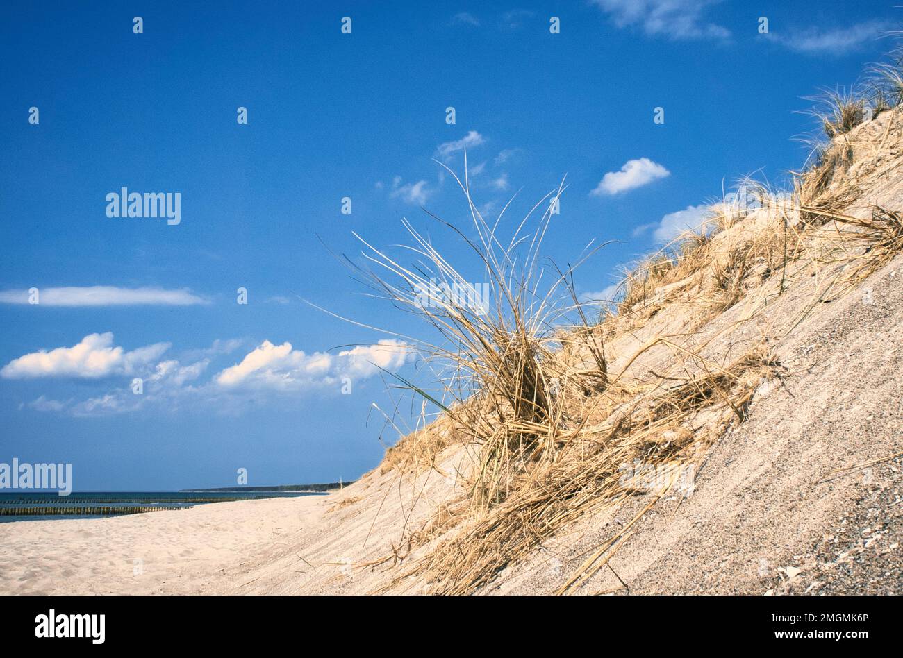 Dune sur la plage de la mer Baltique avec de l'herbe de dune. Plage de sable blanc sur la côte. Ciel bleu. Paysage de la nature Banque D'Images