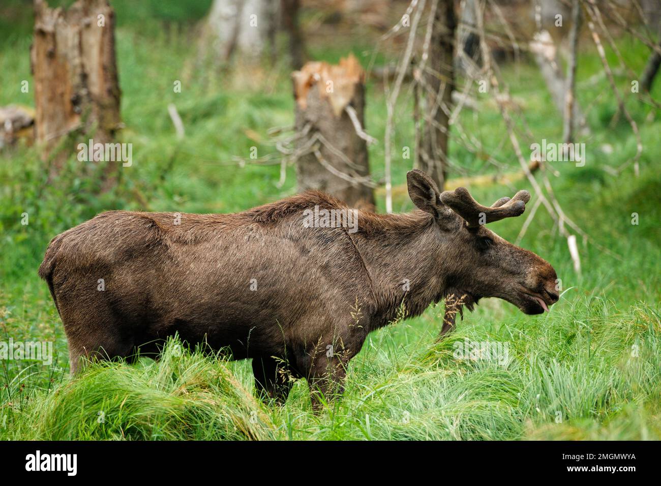 Elk européen (Alces alces) dans une clairière, Bayerricsher Wald, Allemagne Banque D'Images