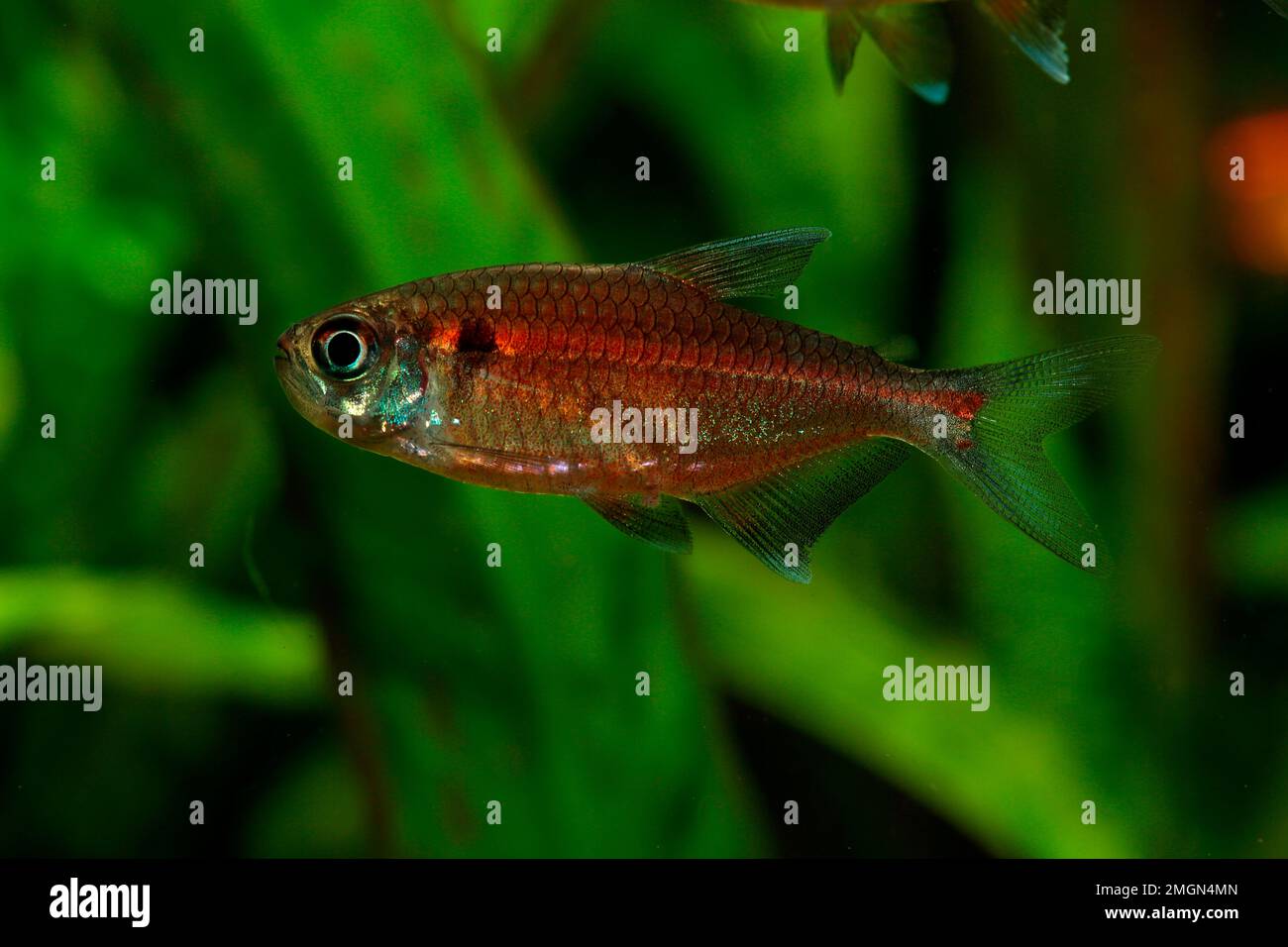 Tetra laser rouge (Hemigrammus coeruleus) mâle dans l'aquarium Photo Stock  - Alamy